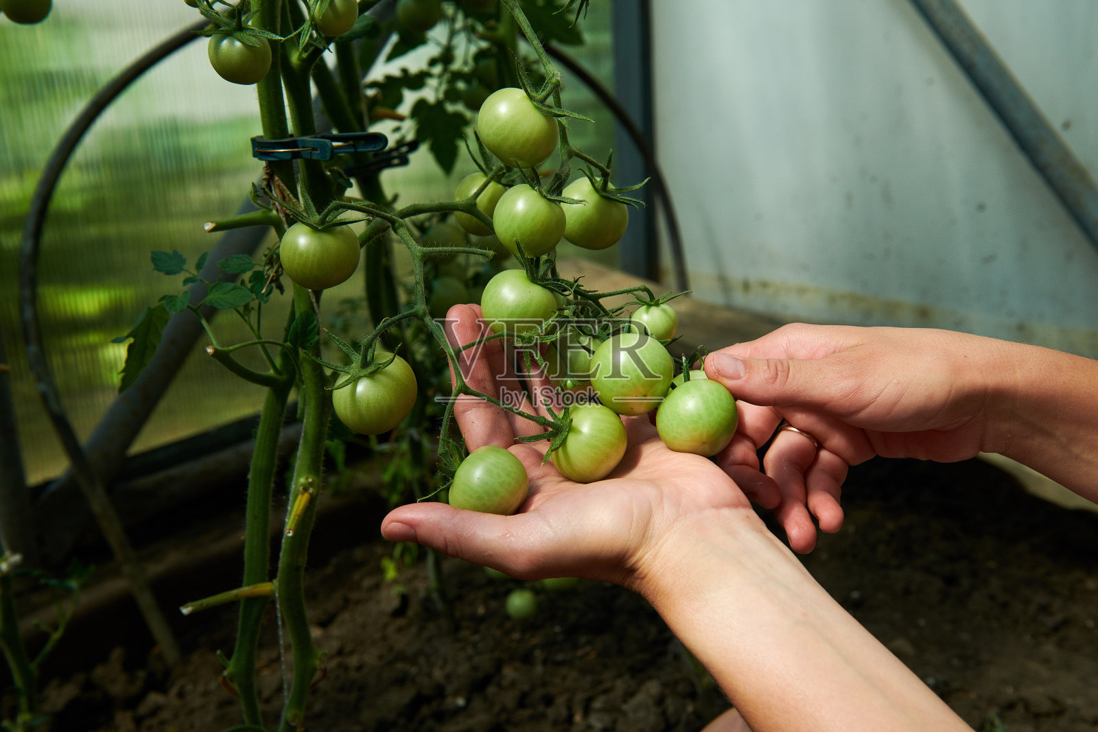 女人看着绿色的西红柿从植物在温室照片摄影图片