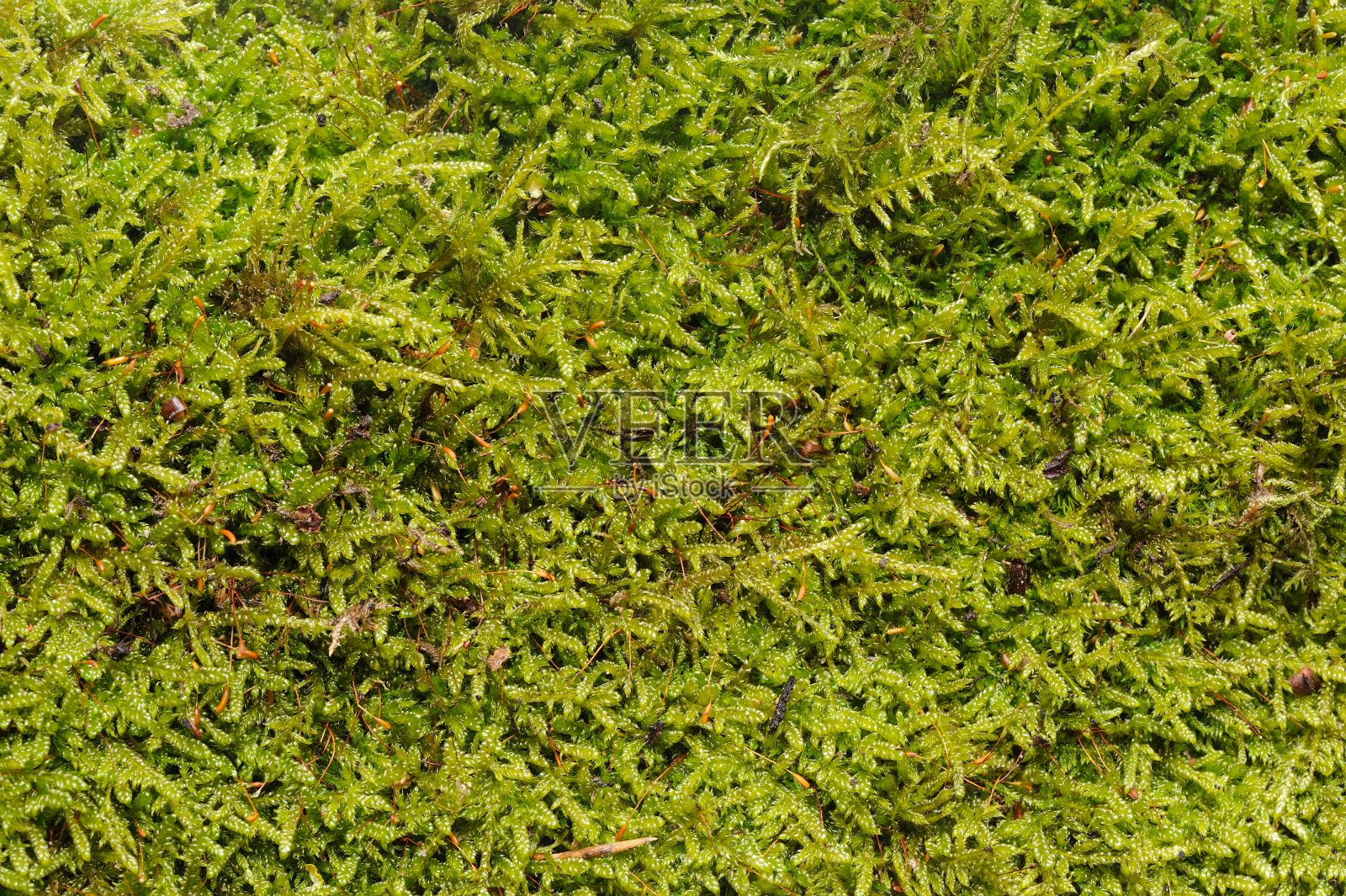 绿色苔藓纹理照片摄影图片