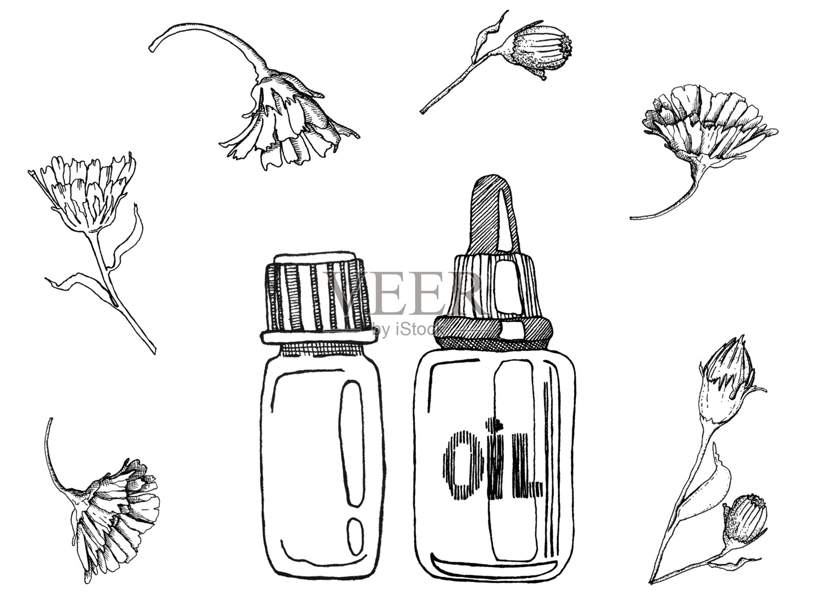 黑墨插图干燥金盏花用于家庭保健，如酊剂，茶，肥皂，油等插画图片素材