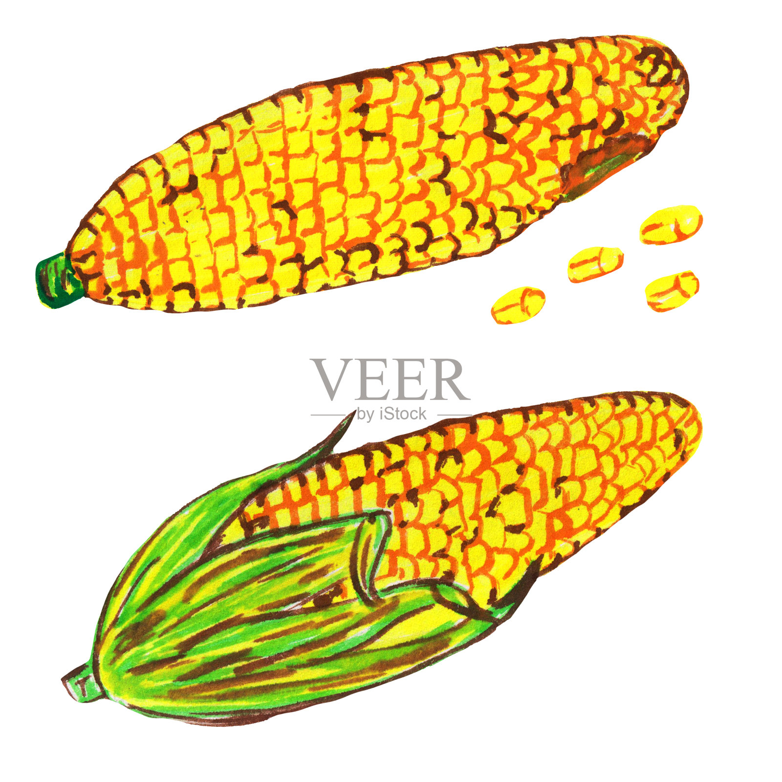 穗轴上白色背景上有单个谷粒的一组玉米。栅格插图，毡尖笔绘图插画图片素材