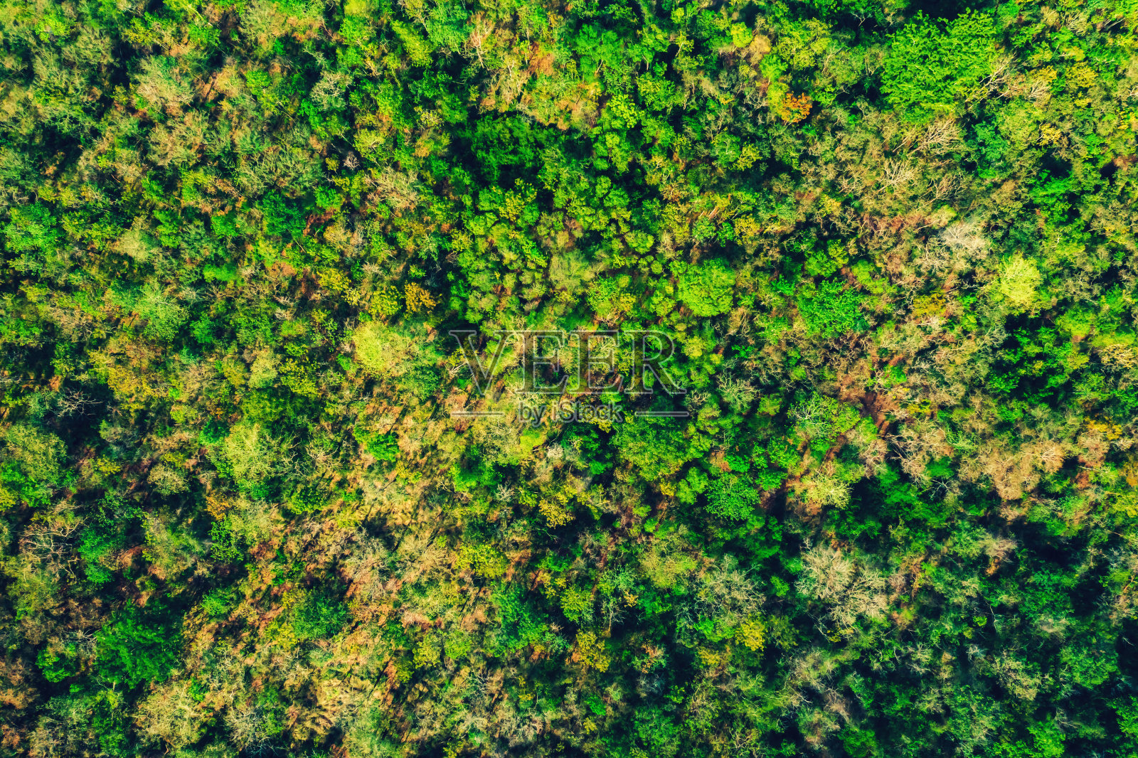 鸟瞰图从无人机的森林照片摄影图片