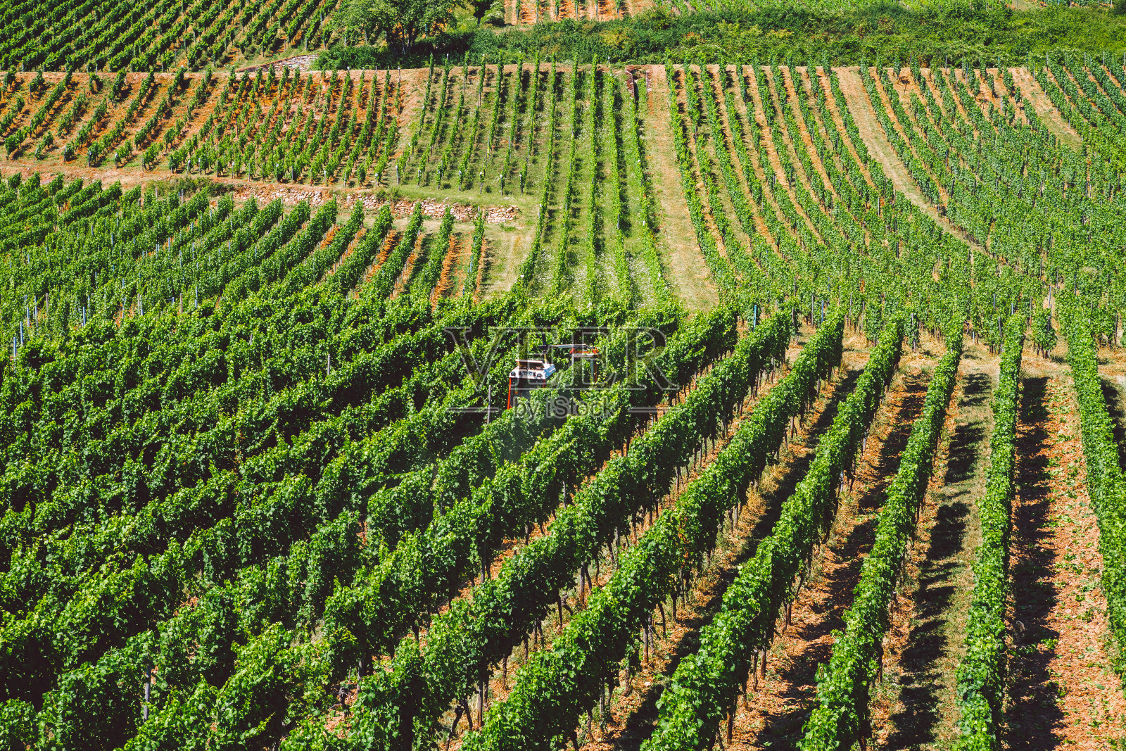 欧洲的农业和酿酒主题。在一个阳光明媚的日子里，一辆红色的拖拉机在山坡上犁地。有机葡萄酒生产，西欧现代农业照片摄影图片