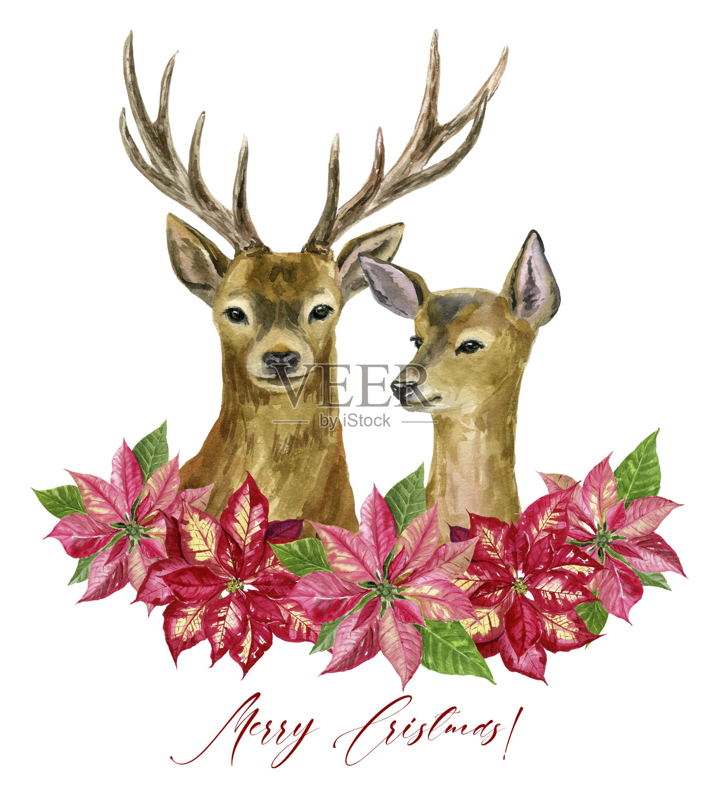 手工绘制的一对鹿和一品红花环孤立在白色的背景。水彩插图。完美的设计，婴儿海报，明信片插画图片素材