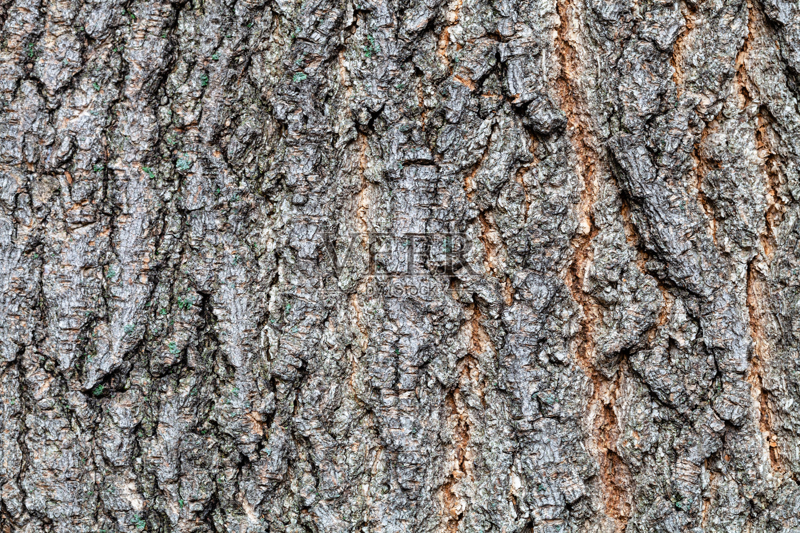 灰槭树老树干上的带槽树皮照片摄影图片
