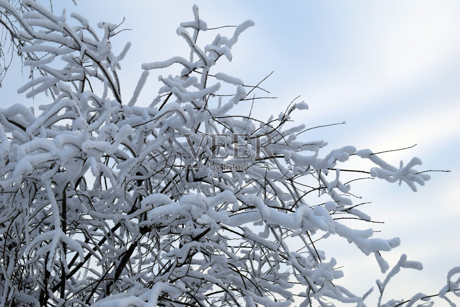 白雪覆盖的树枝。纯白色的雪。冬天的童话。背景的明信片。照片摄影图片