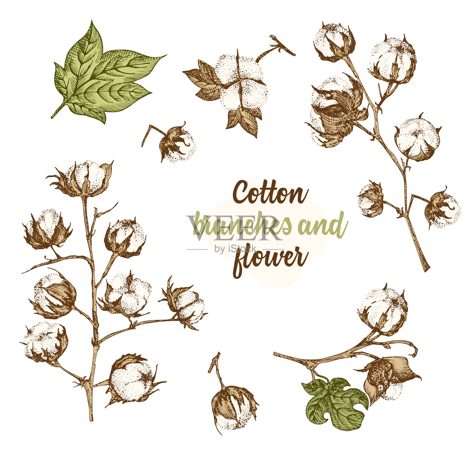 一组棉花植物的细枝、花和叶。手绘素描植物插图。雕刻风格。平的彩色插图。插画图片素材