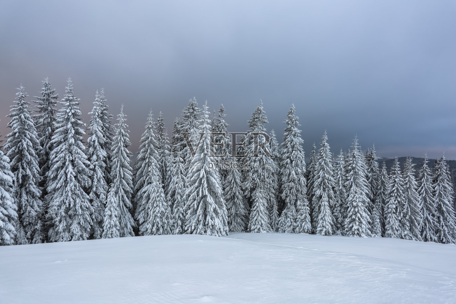 在寒冷多雾的冬天早晨，美丽的风景。有雪峰的高山。神奇的森林。壁纸背景。地点:欧洲，乌克兰，喀尔巴阡。照片摄影图片