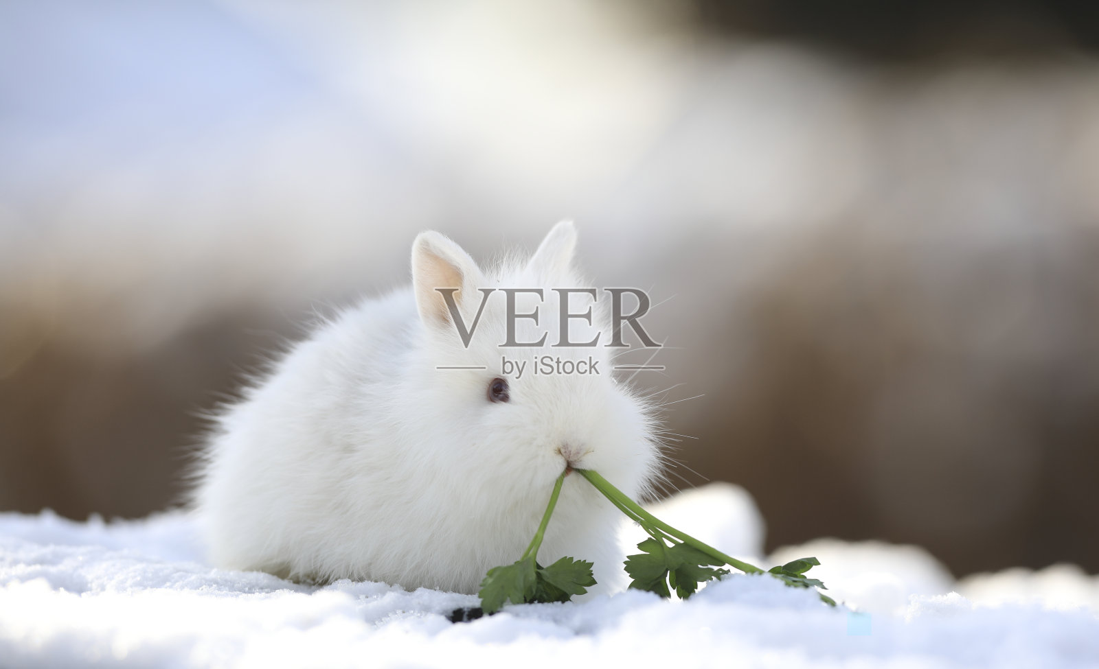 白兔在雪地里吃草照片摄影图片