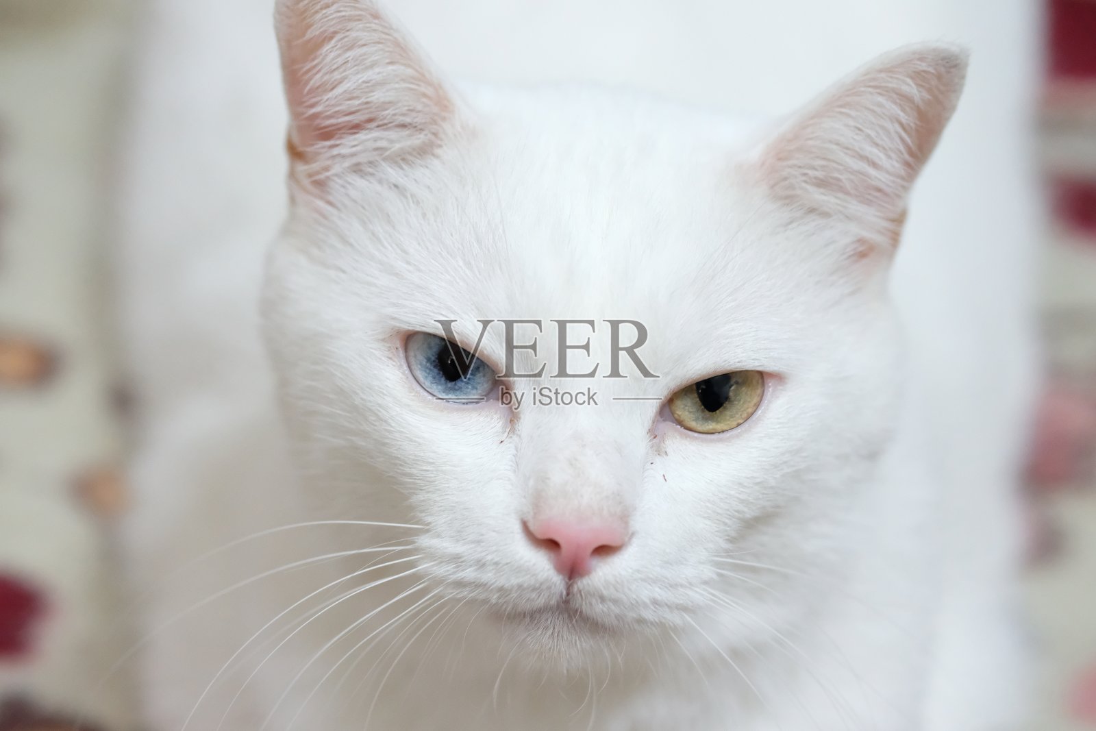 蓝-黄眼睛的白猫照片摄影图片
