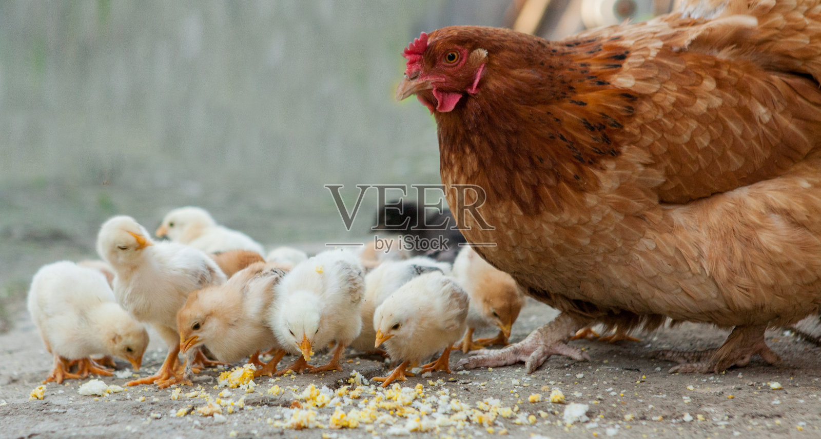 近看地板上的黄色小鸡，美丽的黄色小鸡，一群黄色小鸡照片摄影图片