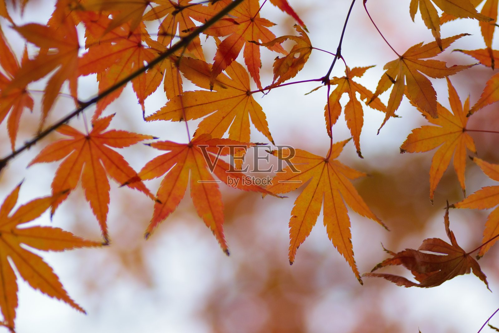 景观生机勃勃，色彩斑斓的日本秋枫叶照片摄影图片