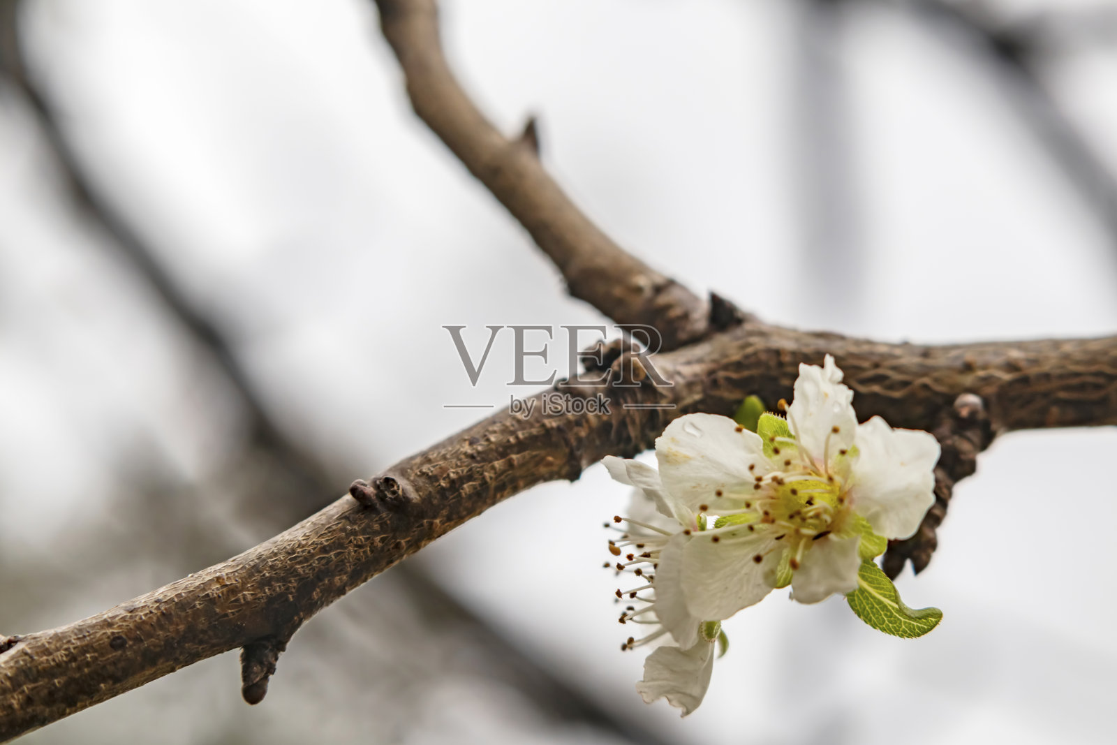 春天的花朵在自然界的树枝在冬天照片摄影图片
