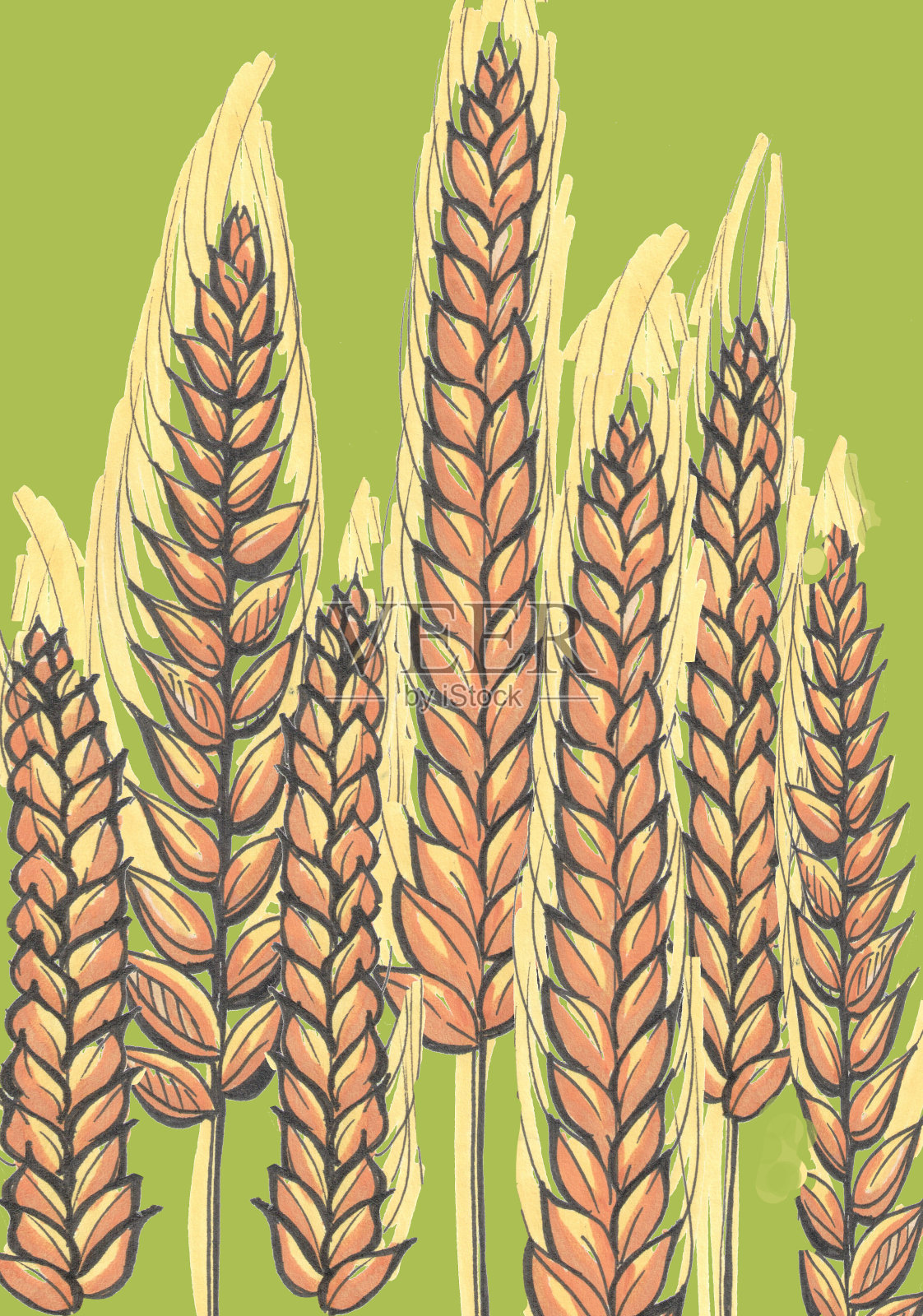 绿色背景下的黄色小麦穗插画图片素材