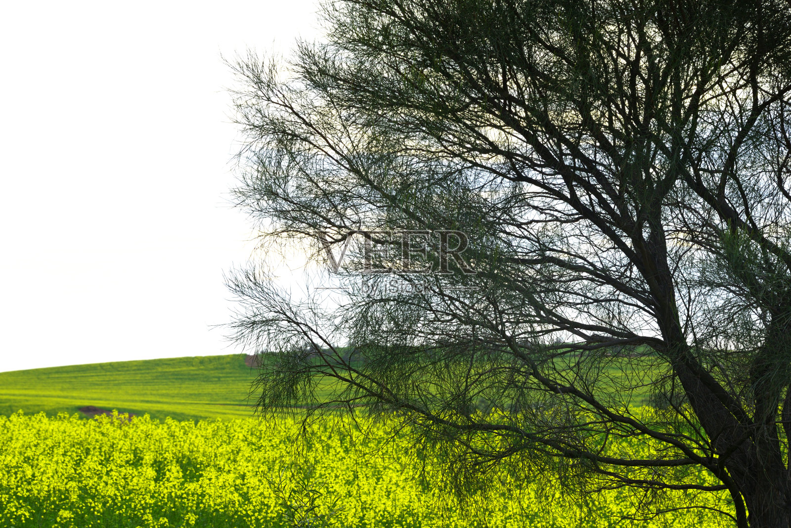 澳大利亚油菜田的灌木剪影照片摄影图片