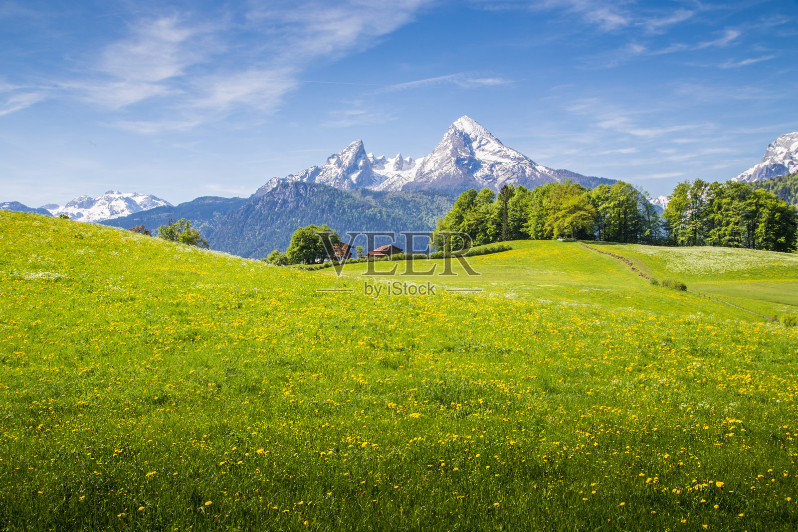 春天，阿尔卑斯山的田园风光，盛开的草地和白雪皑皑的山峰照片摄影图片