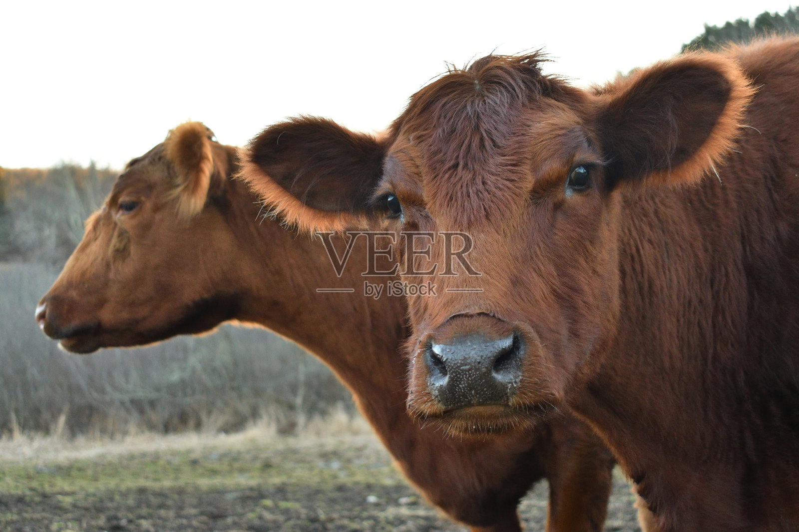 两个棕色的奶牛照片摄影图片