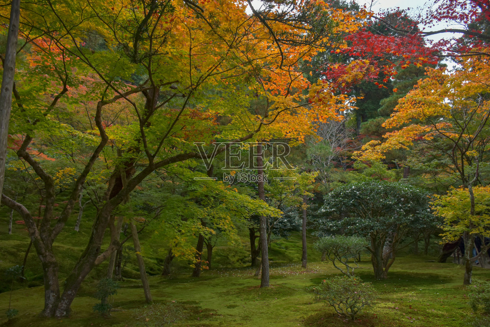 日本京都美丽的花园照片摄影图片