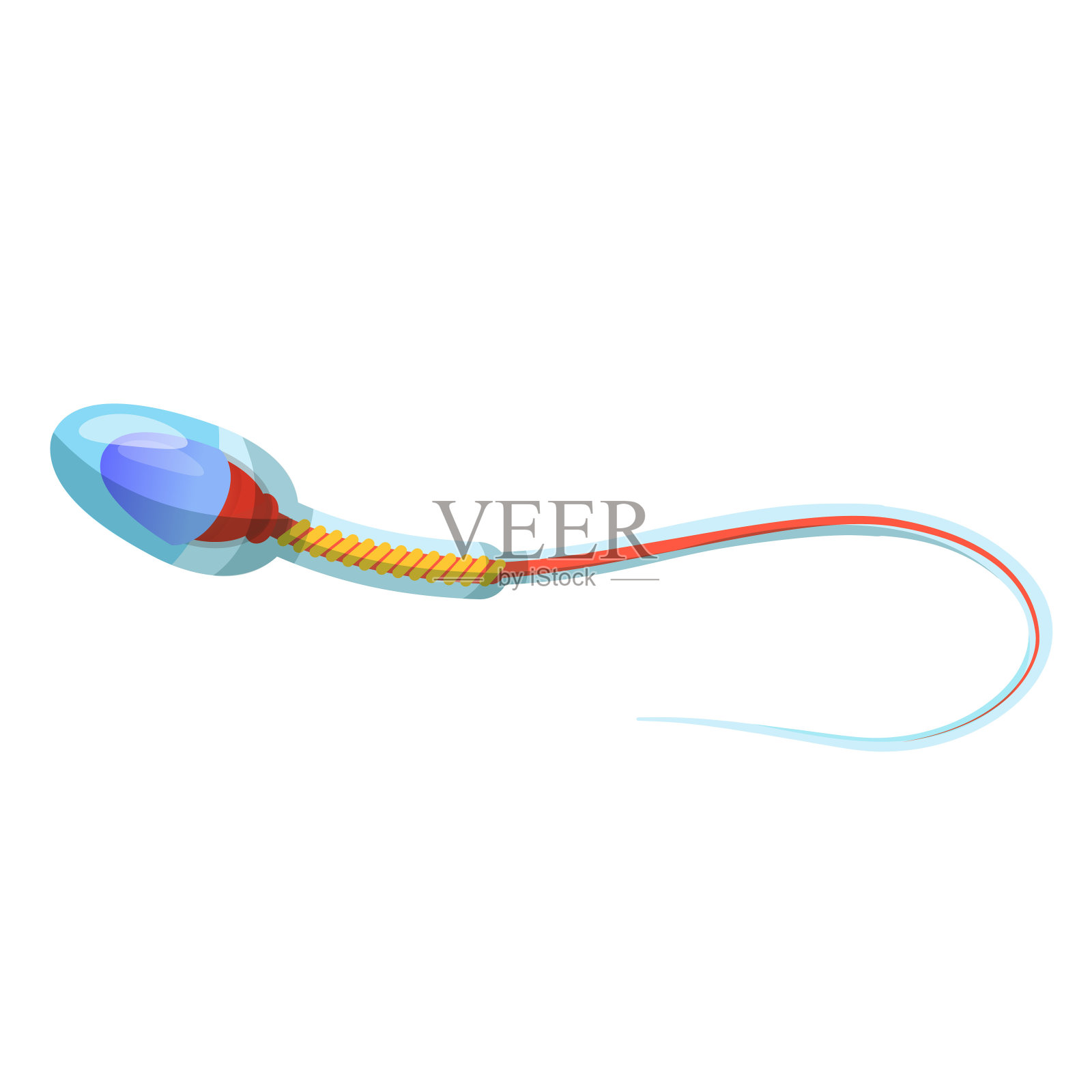 精子细胞解剖教育平面载体插图插画图片素材