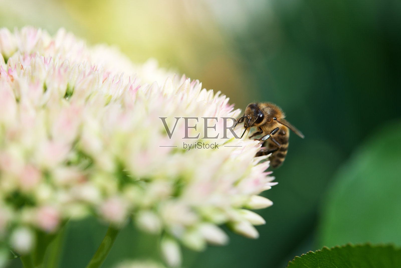 蜜蜂在卡兰凤花上的特写。照片摄影图片