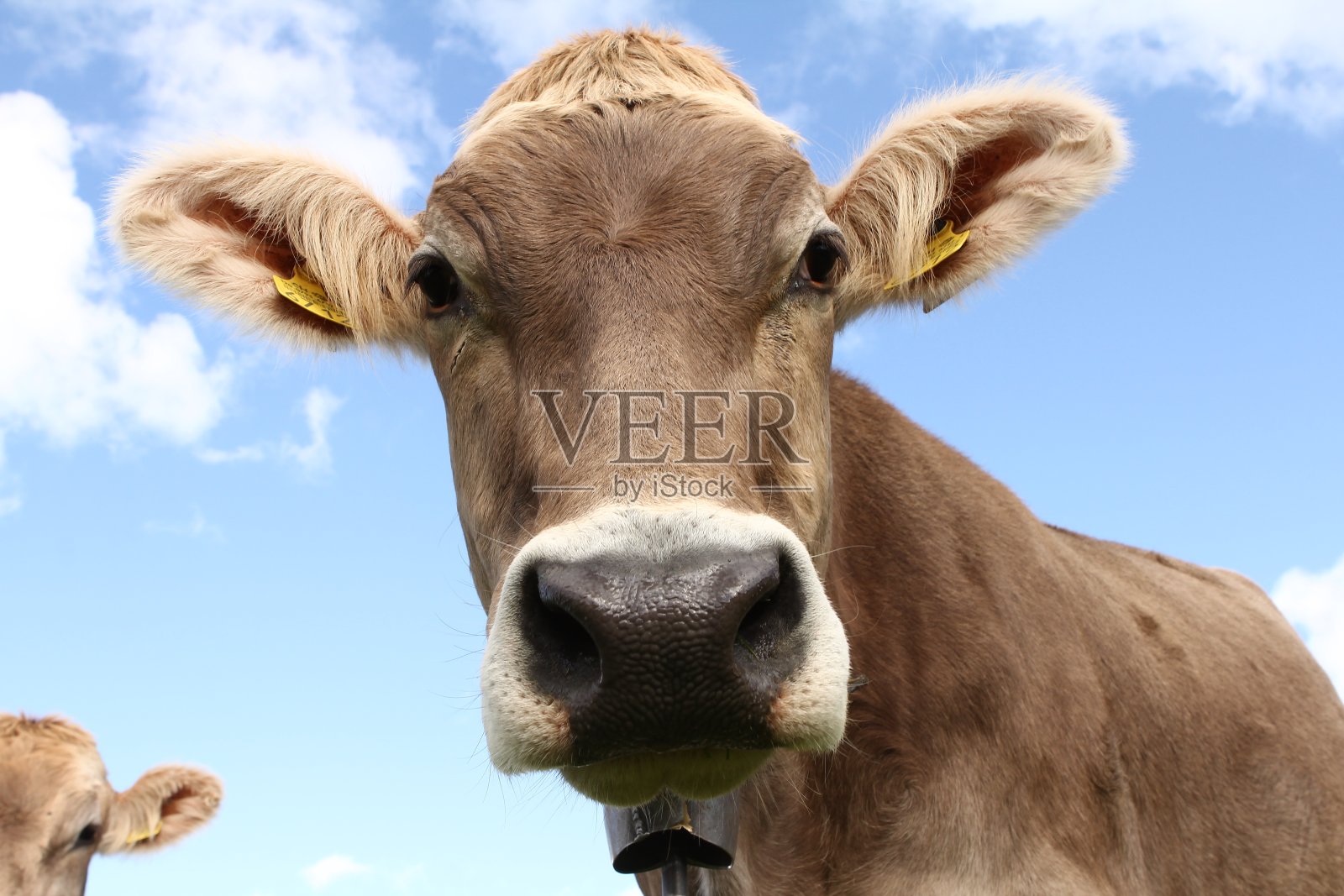 一个健康的瑞士奶牛的特写照片摄影图片