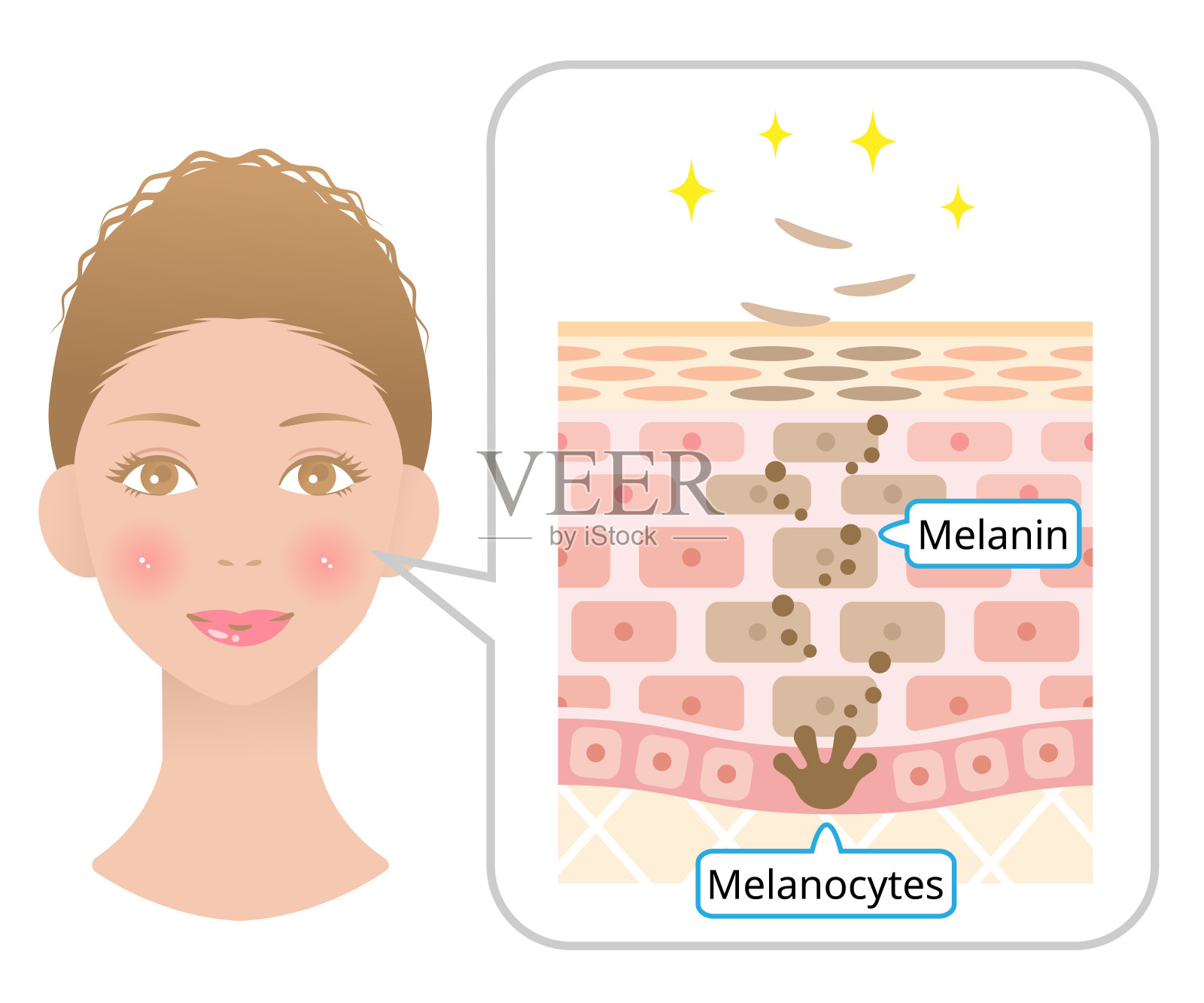 人体皮肤细胞转换解剖学和女性面部。美容护肤理念。插画图片素材