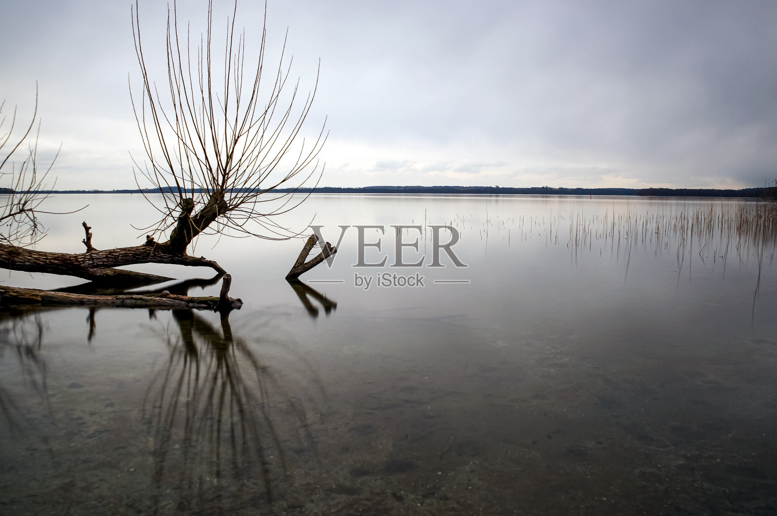 湖边一棵美丽的树，在平静的水中照片摄影图片