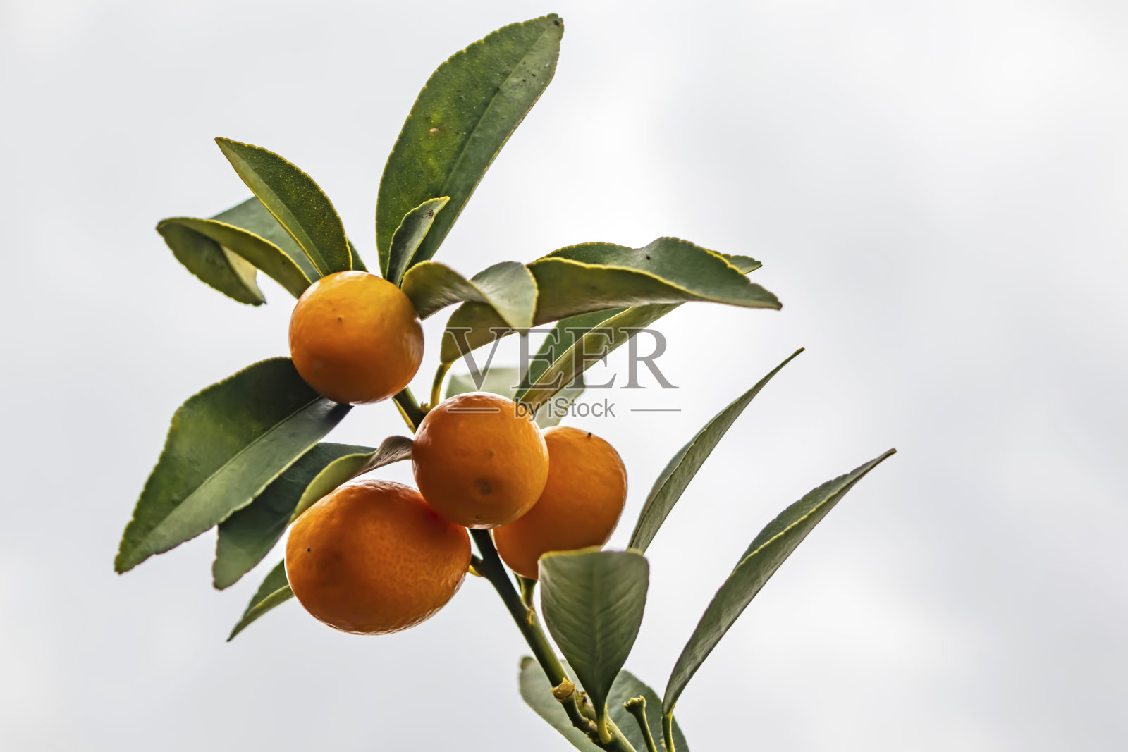 靠近金橘树和水果照片摄影图片