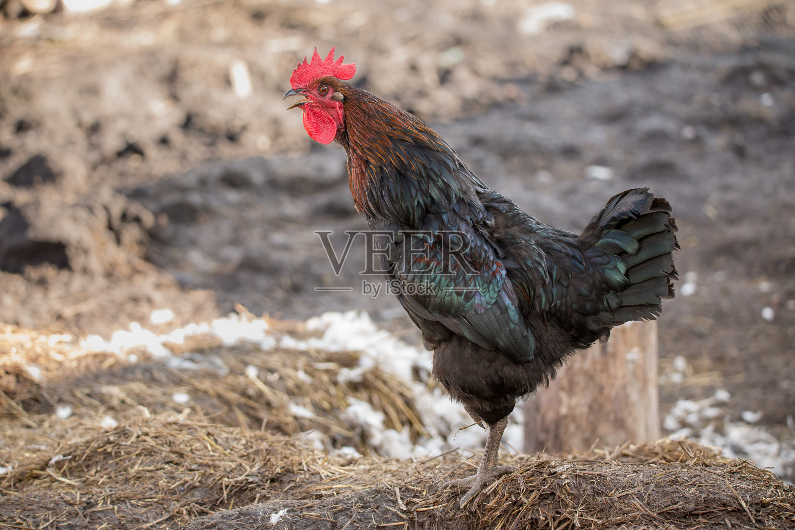 黑色的农场公鸡在早上说“cock a doodle doo”。照片摄影图片
