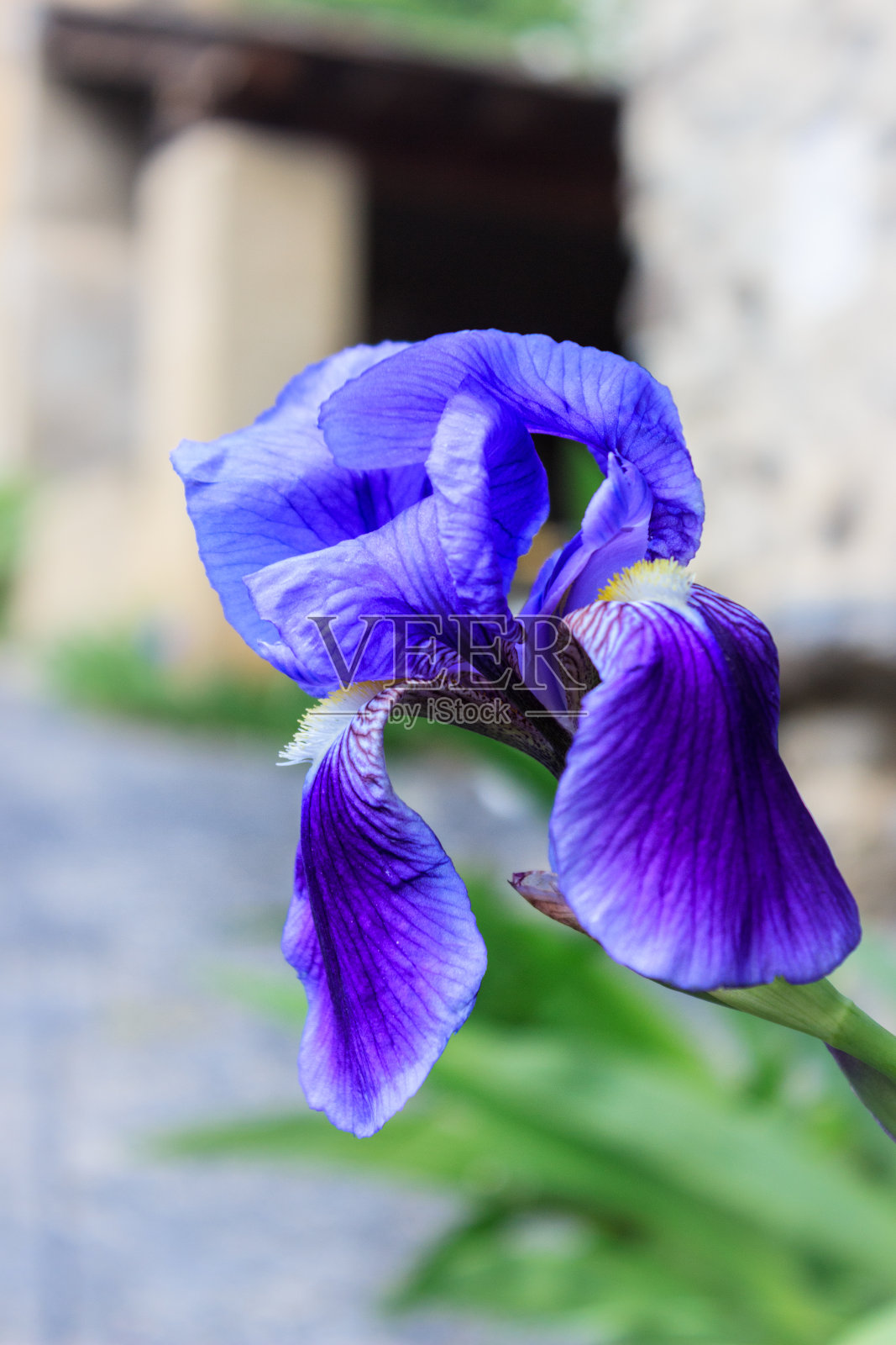 春天的背景与开花的紫罗兰鸢尾在早春。照片摄影图片