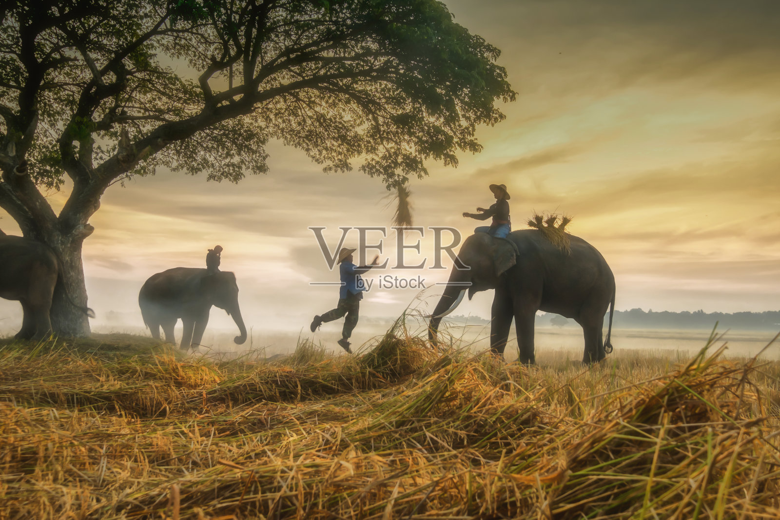 在收获季节，农民和大象在稻田里工作照片摄影图片