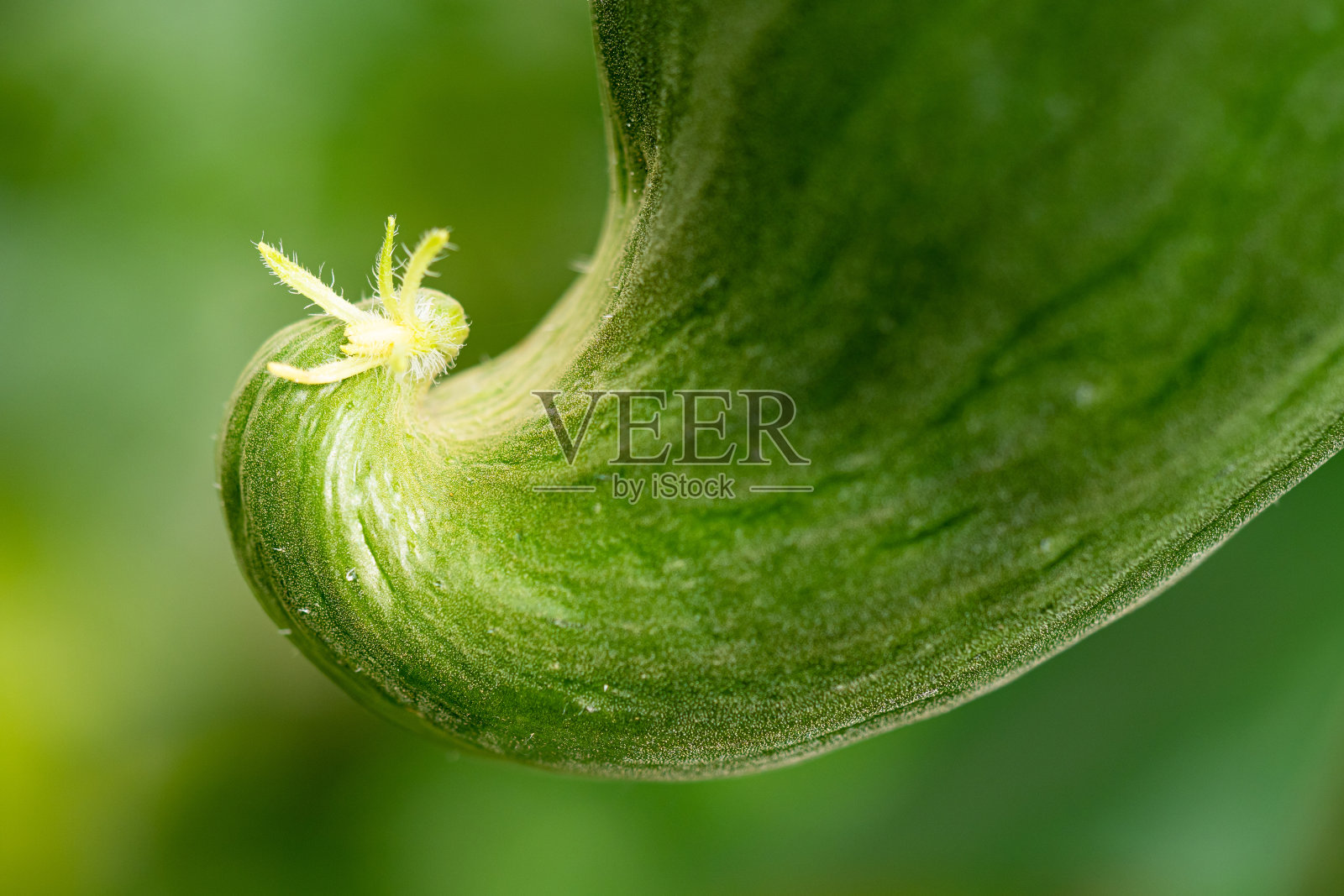 新鲜成熟的黄瓜-细节照片摄影图片