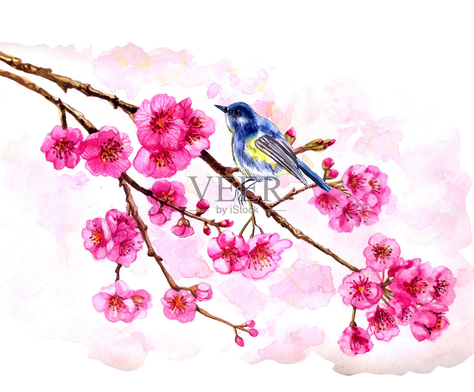 水彩樱花日本樱桃枝。盛开的鲜花。春季粉色设计墙纸、海报、背景、封面、织物、纺织品。插画图片素材