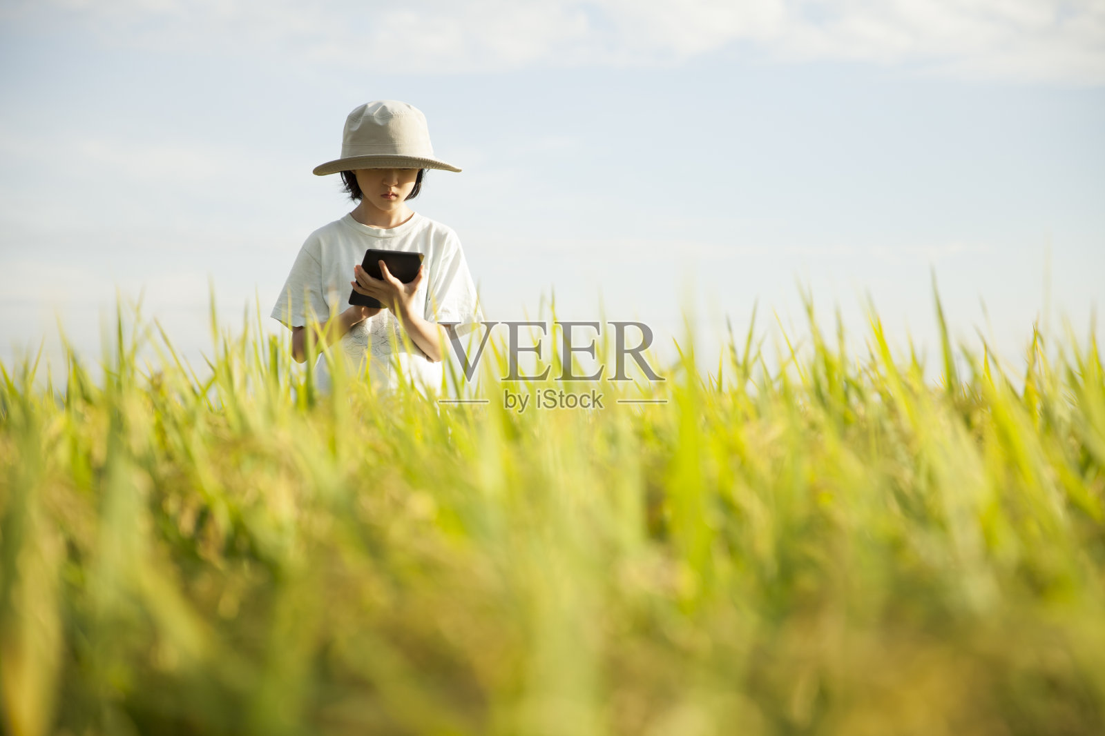 女孩用平板电脑农业照片摄影图片