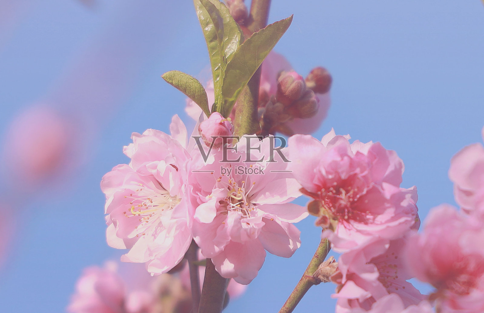 粉色的樱花或樱花在大自然中绽放的春天的形象照片摄影图片