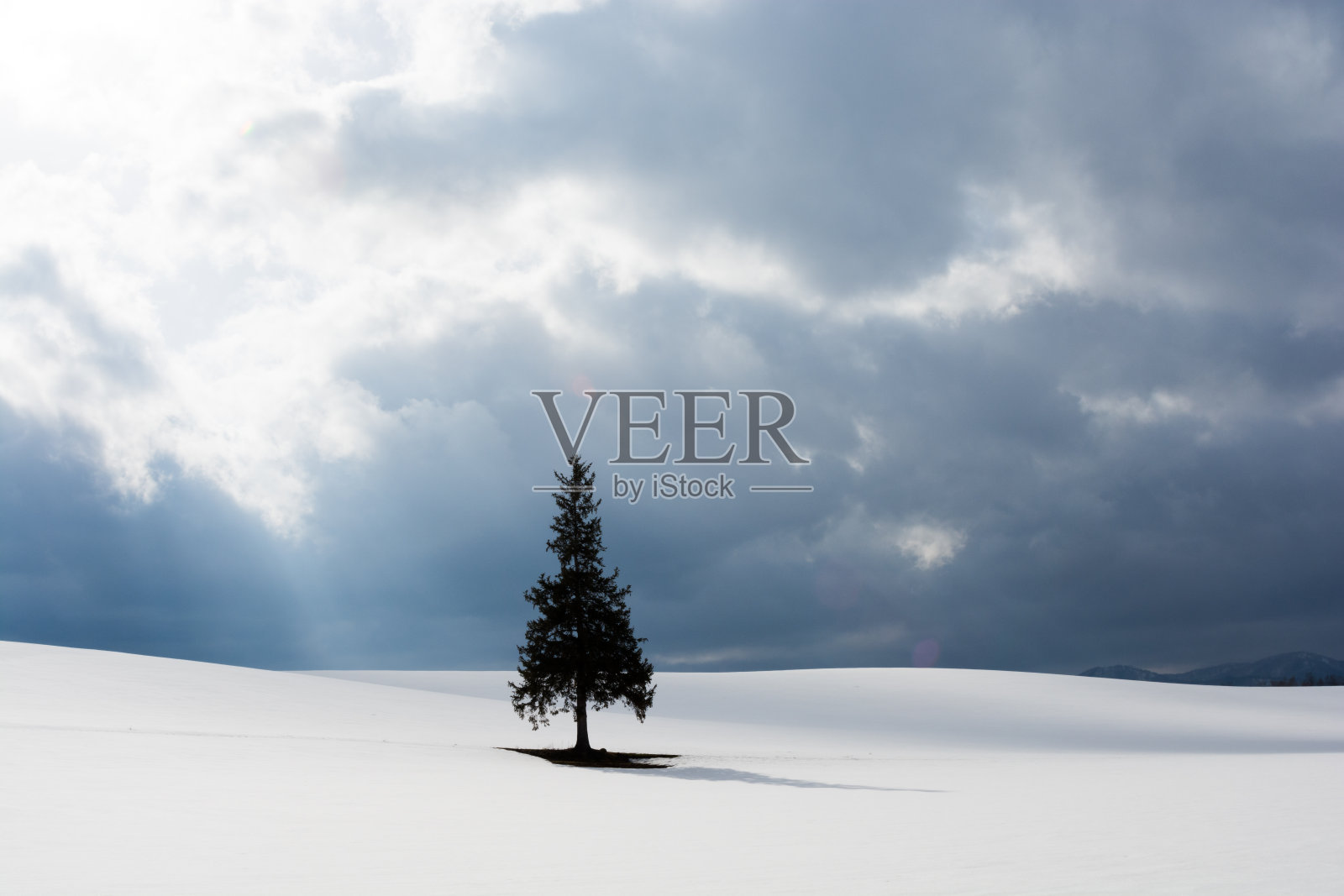松树挺立在白雪皑皑的田野上照片摄影图片