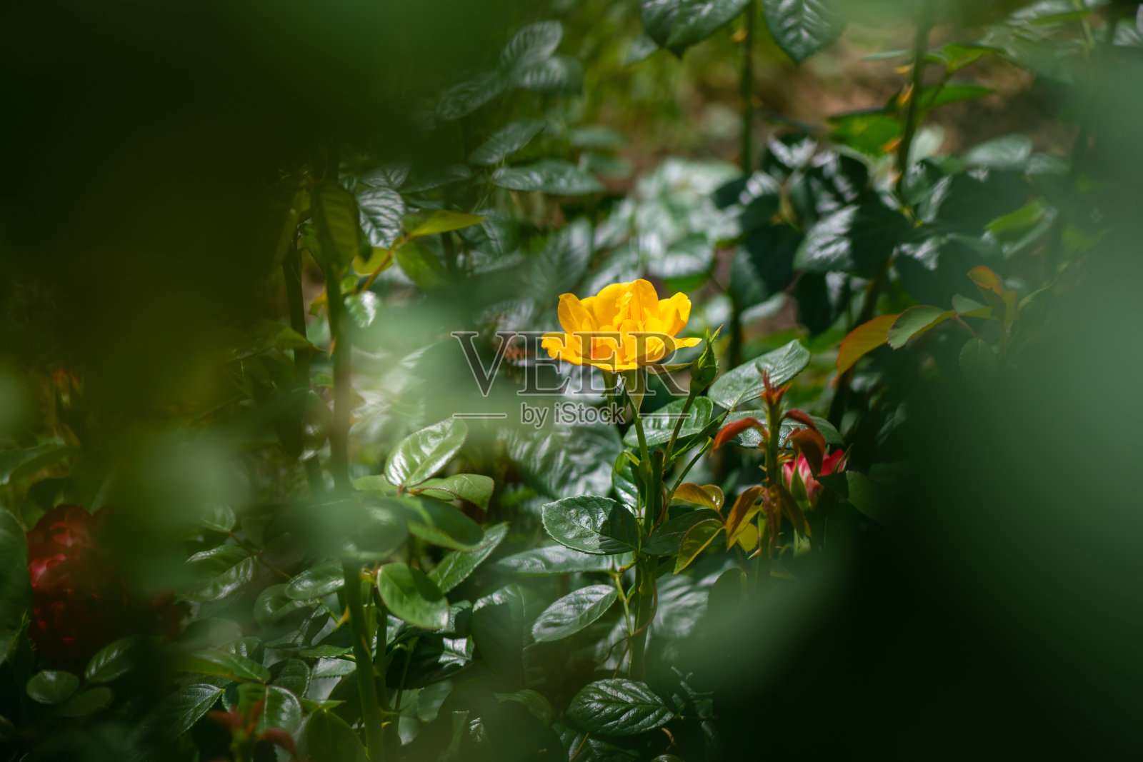 美丽的玫瑰与散科自然植物园艺宏观春天的时间照片摄影图片