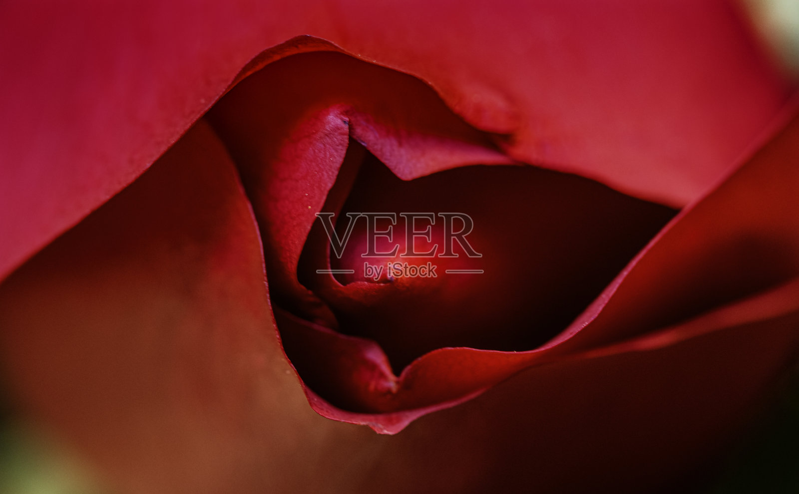 红玫瑰的花蕾。蓓蕾的特写。玫瑰花蕾丝绒质地。照片摄影图片