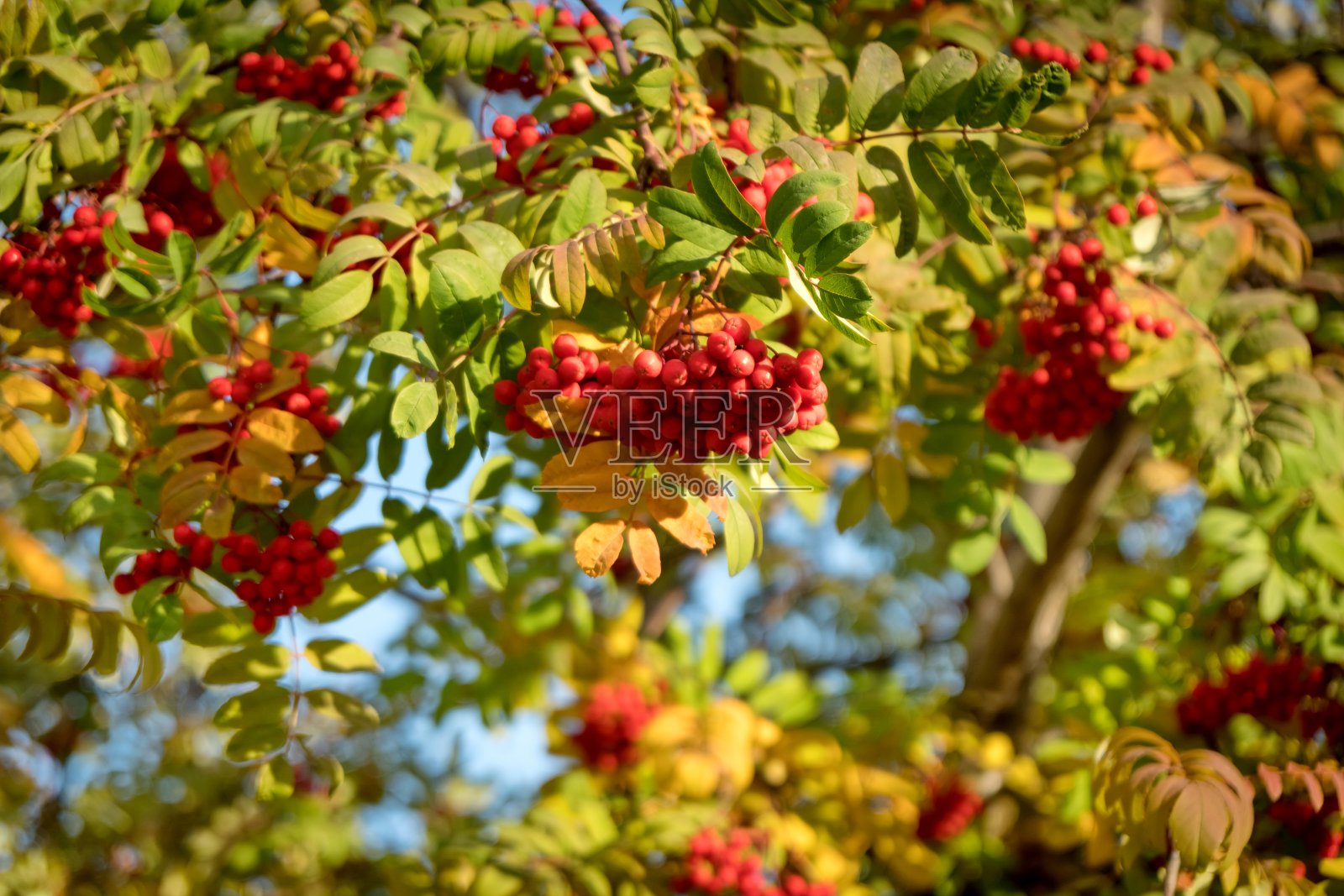山白蜡树的浆果。在秋天的树叶间。照片摄影图片