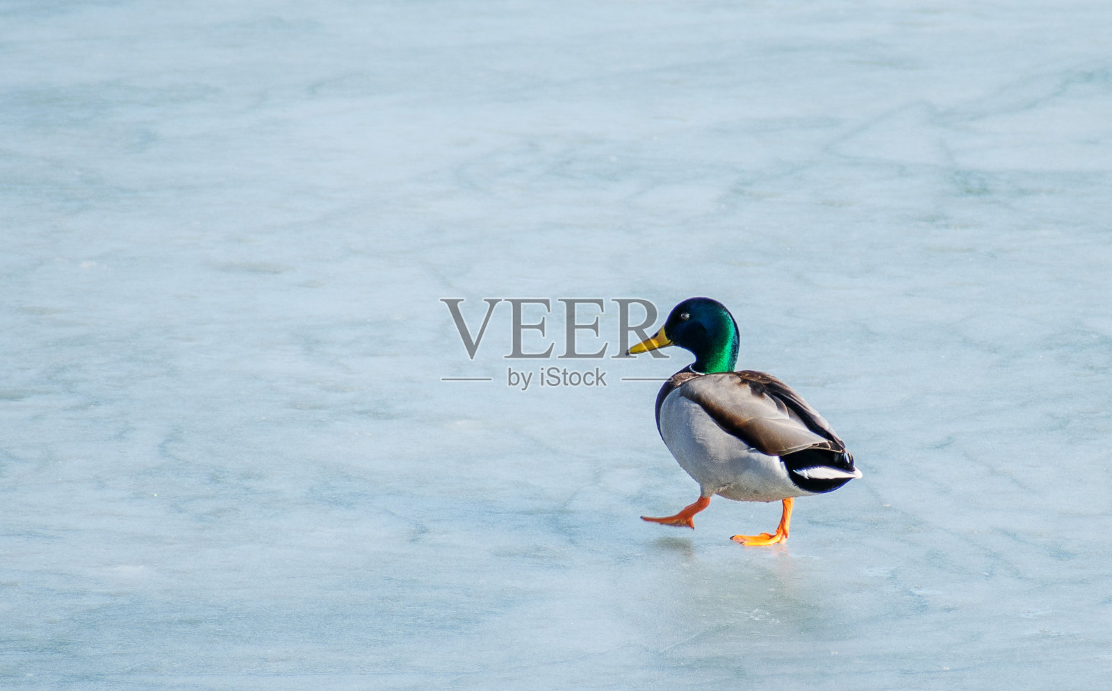 一只鸭子在结冰的湖面上游来游去照片摄影图片