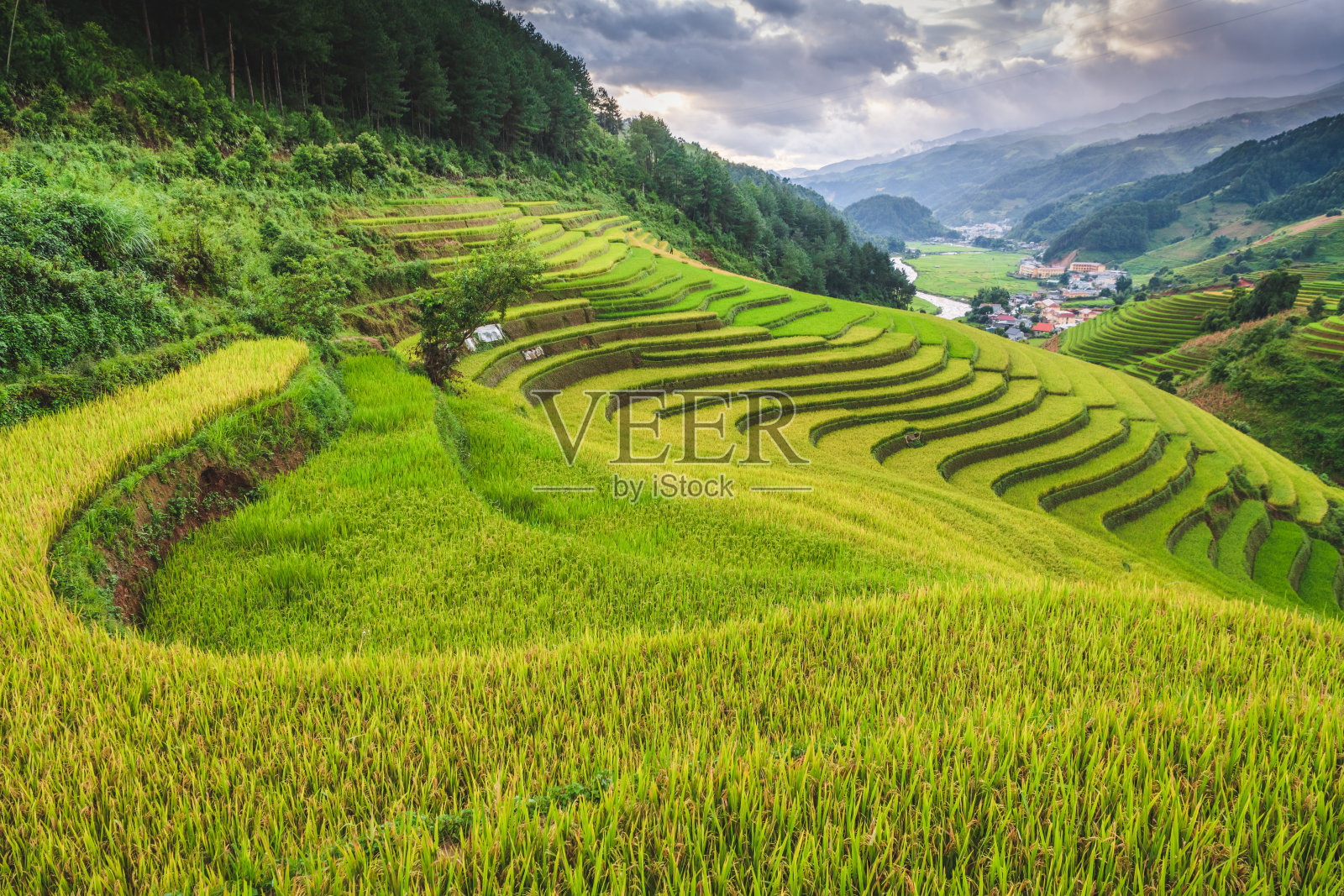 越南老街，日落时分，梯田上的稻田。越南西北部的稻田正在准备收割照片摄影图片