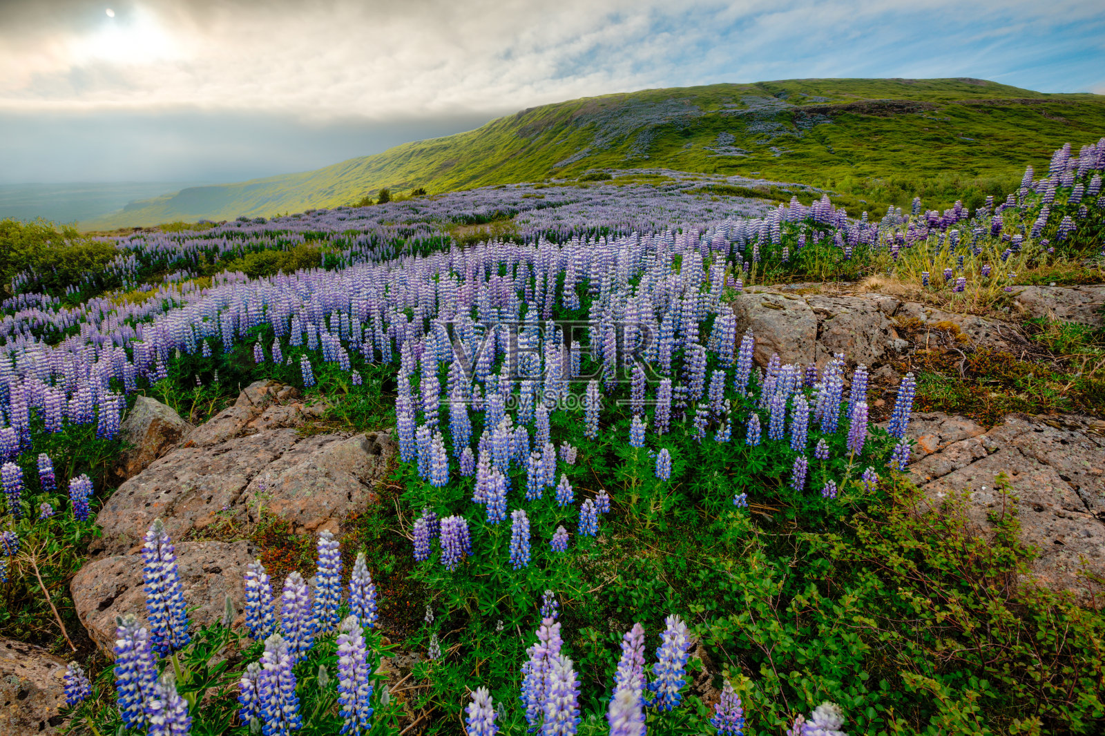 典型的冰岛景观，大片盛开的羽扇豆花。照片摄影图片