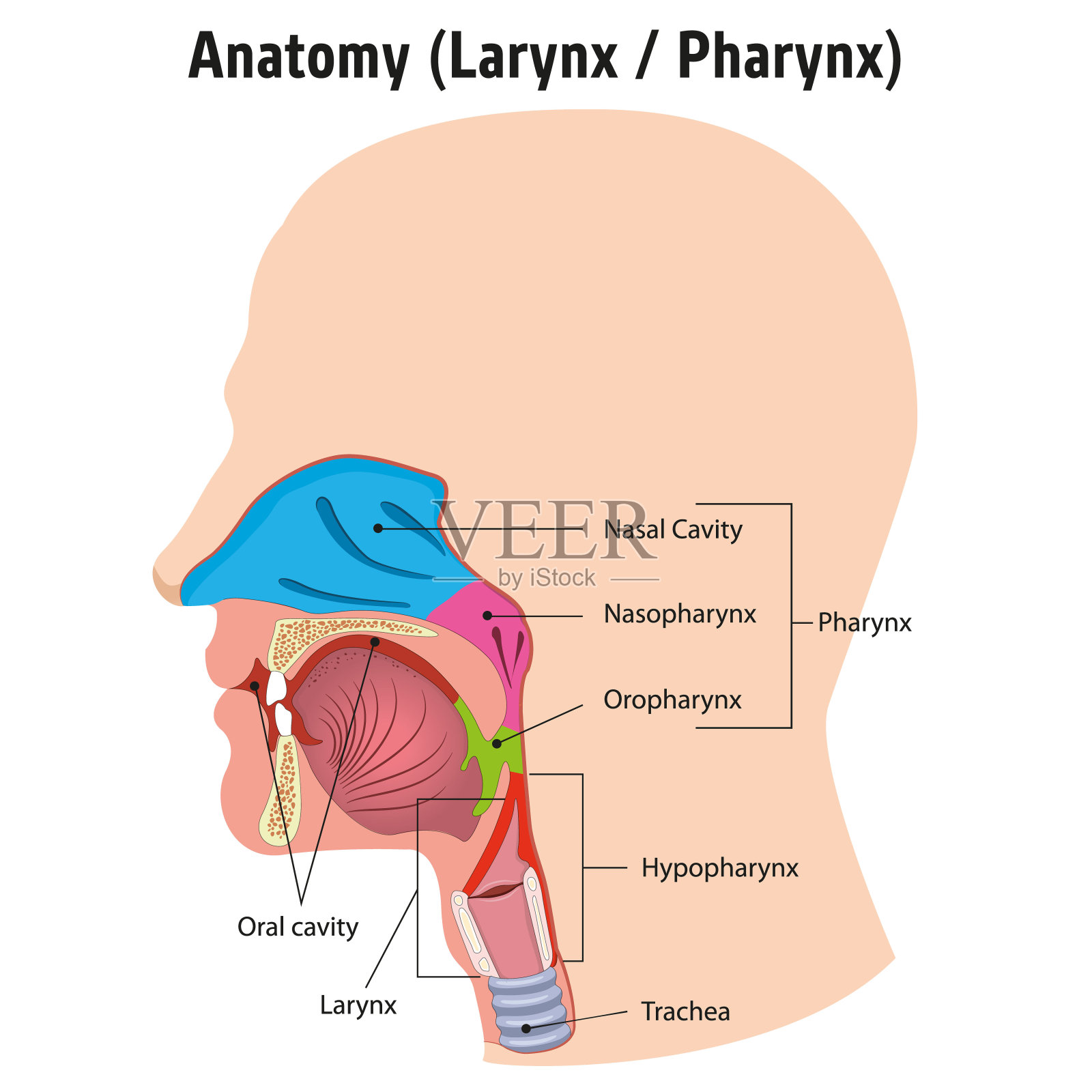 人体头部喉及咽内解剖，图例。理想的培训材料和医学教育插画图片素材