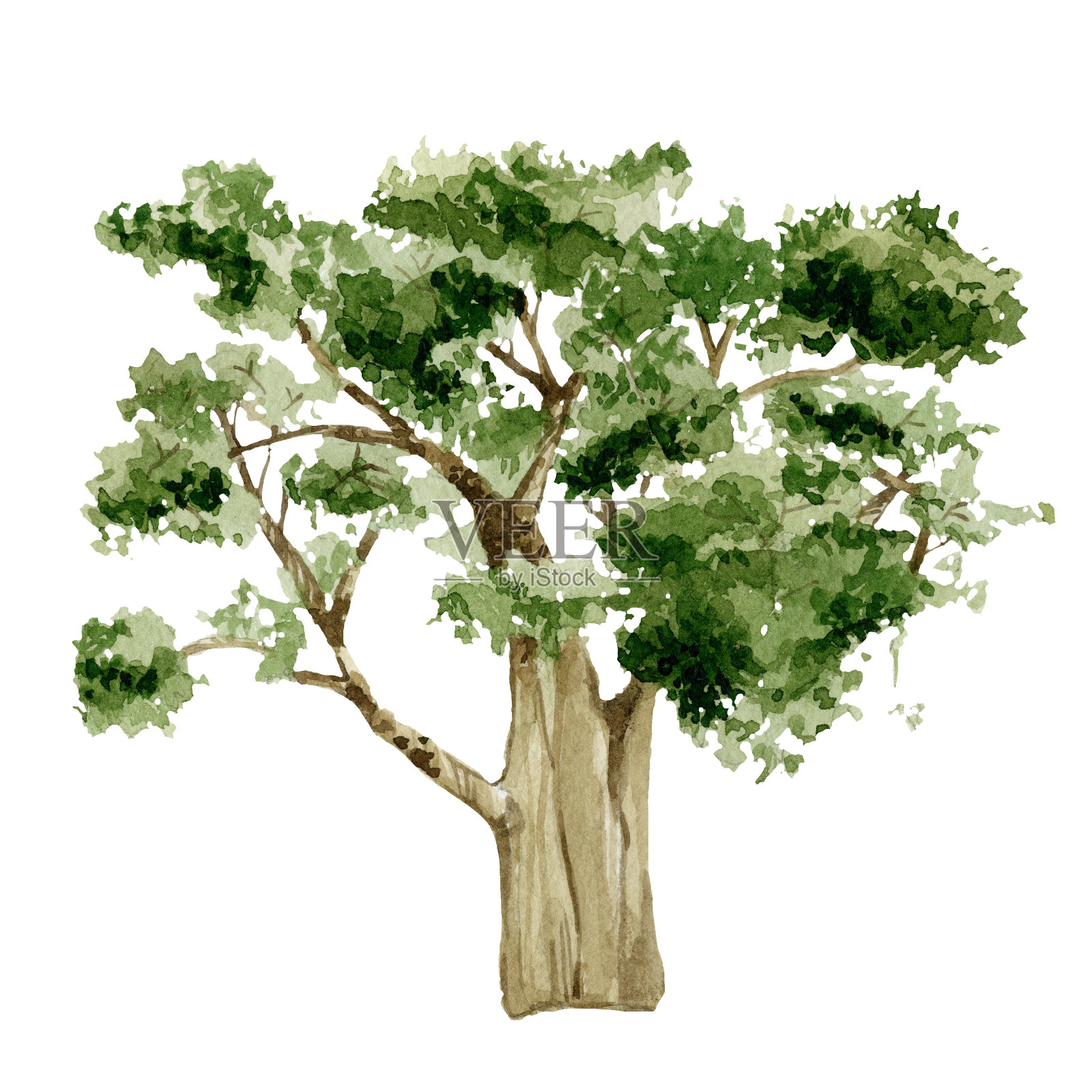 水彩手绘自然花园树木孤立的白色背景。绿树非洲插图。森林生态元素。插画图片素材