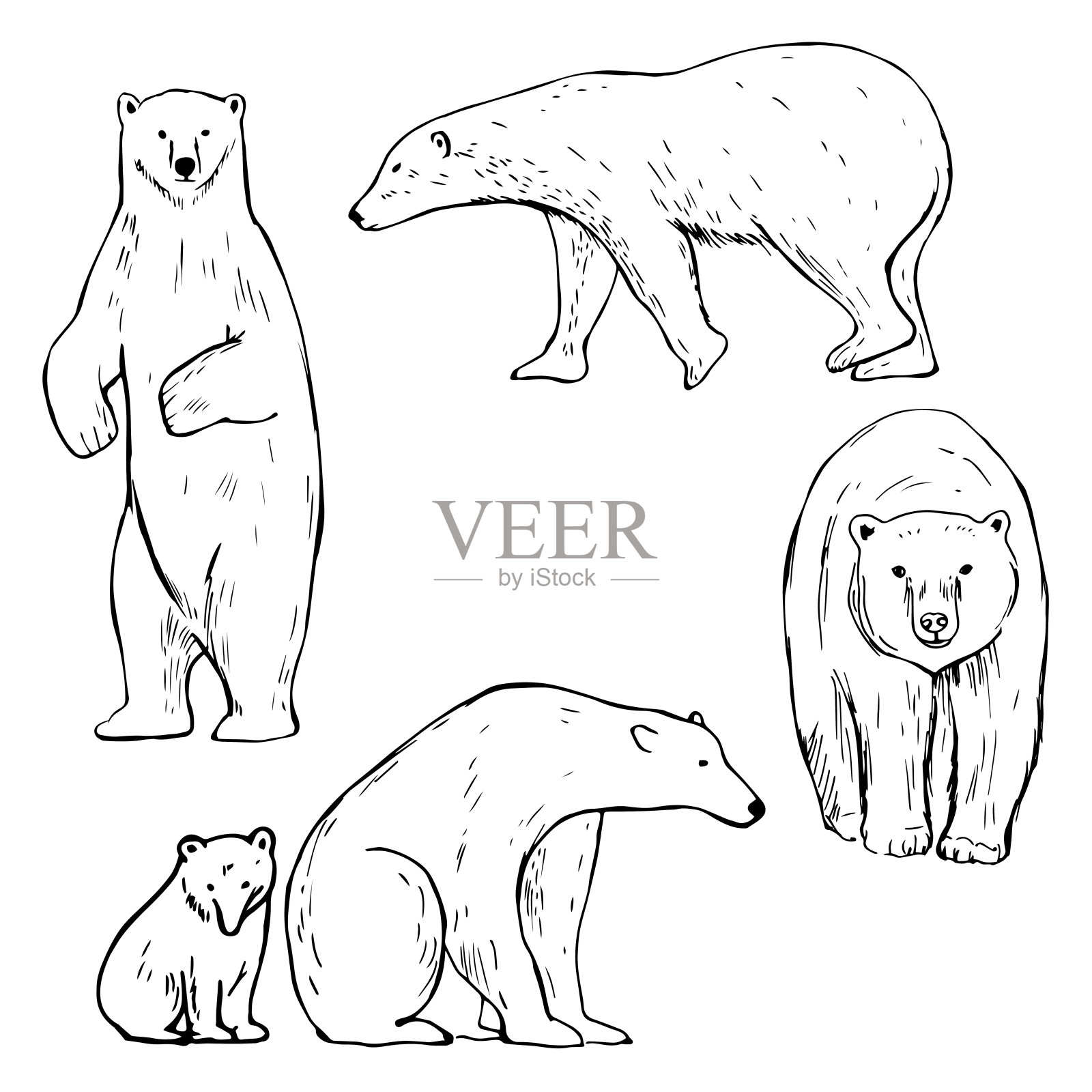 北极熊。向量速写插图。插画图片素材
