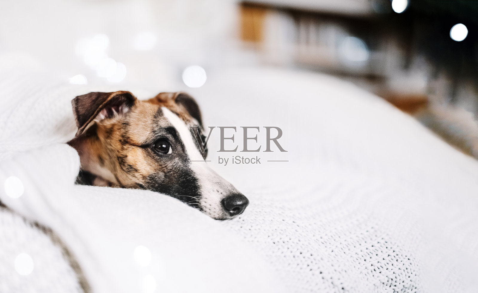 可爱的小猎犬，眼睛闪闪发光，躺在床上的白色针织毯子下。照片摄影图片