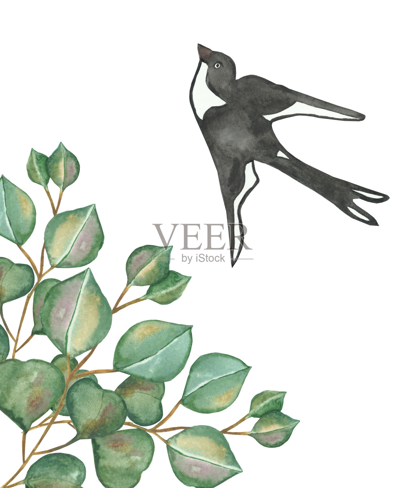 水彩手绘自然构图框架，以树枝上绿色的桉树叶、角落里的花束、白色背景上的黑白色燕子飞翔的小鸟为设计元素插画图片素材