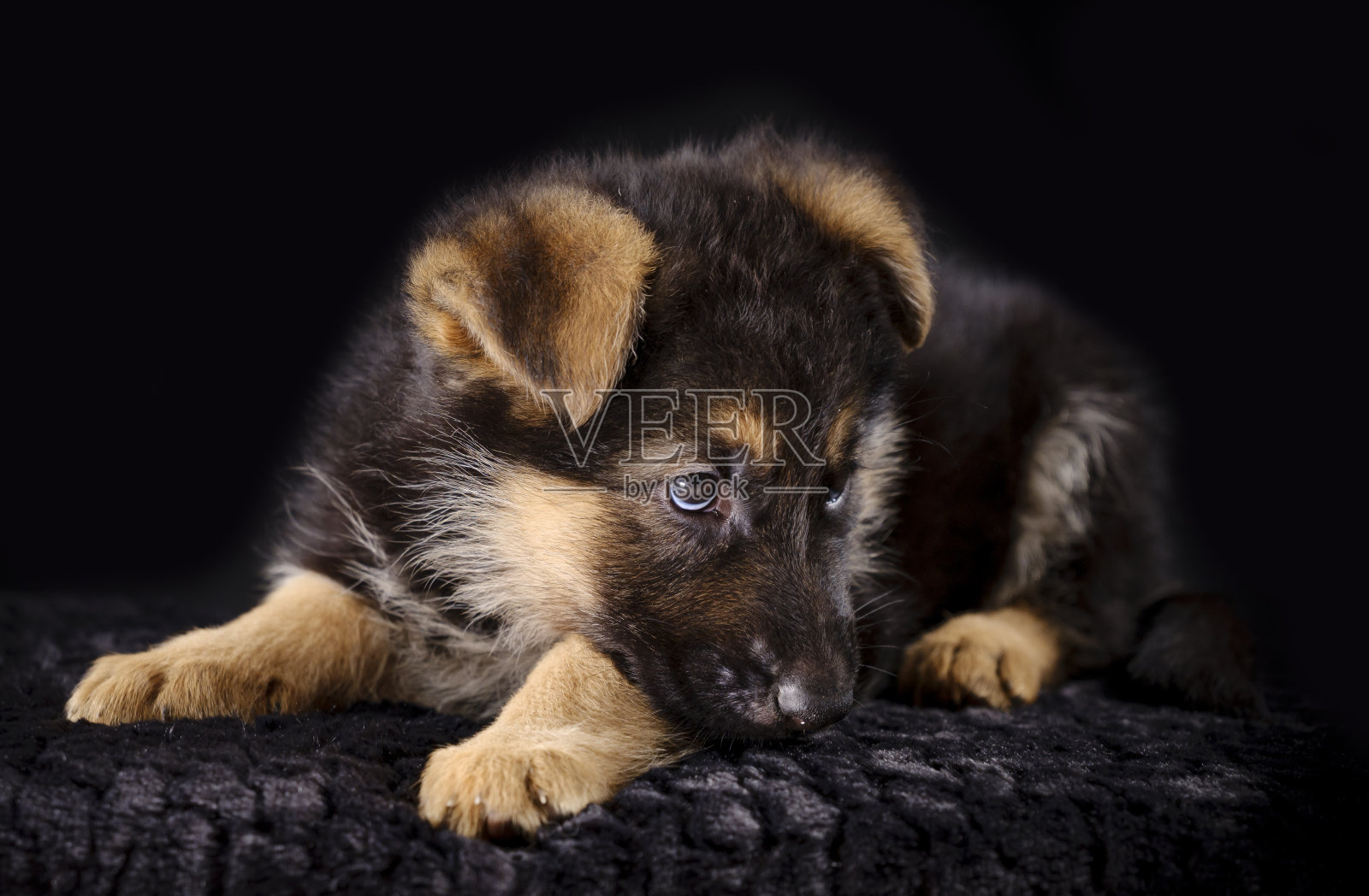 一个7周大的德国牧羊犬小狗的头像，黑色的背景照片摄影图片