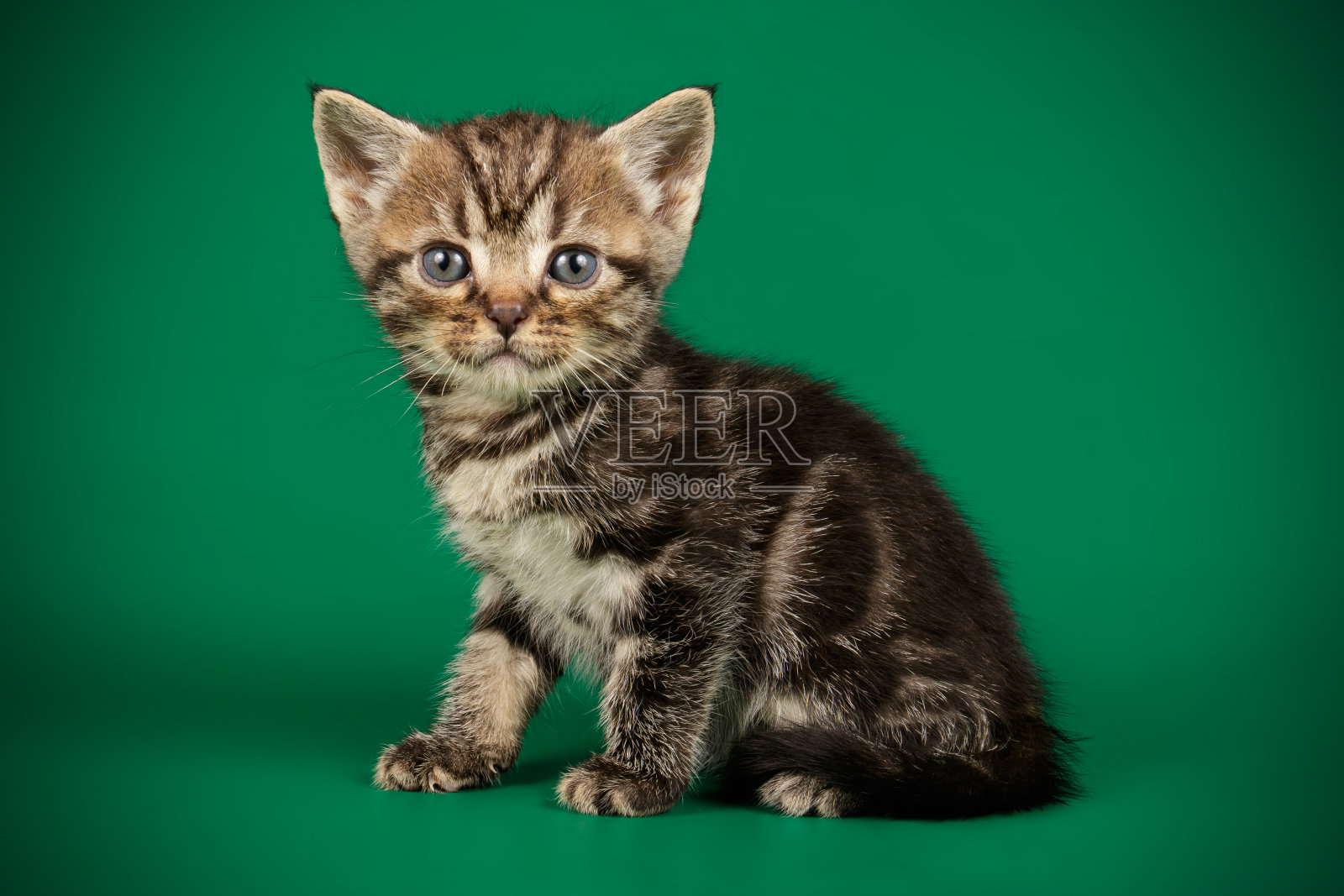 彩色背景上的美国短毛猫照片摄影图片