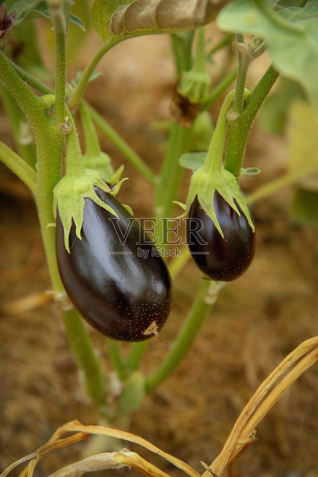 两个成熟的紫色小茄子重在一个树枝特写。质地或背景照片摄影图片