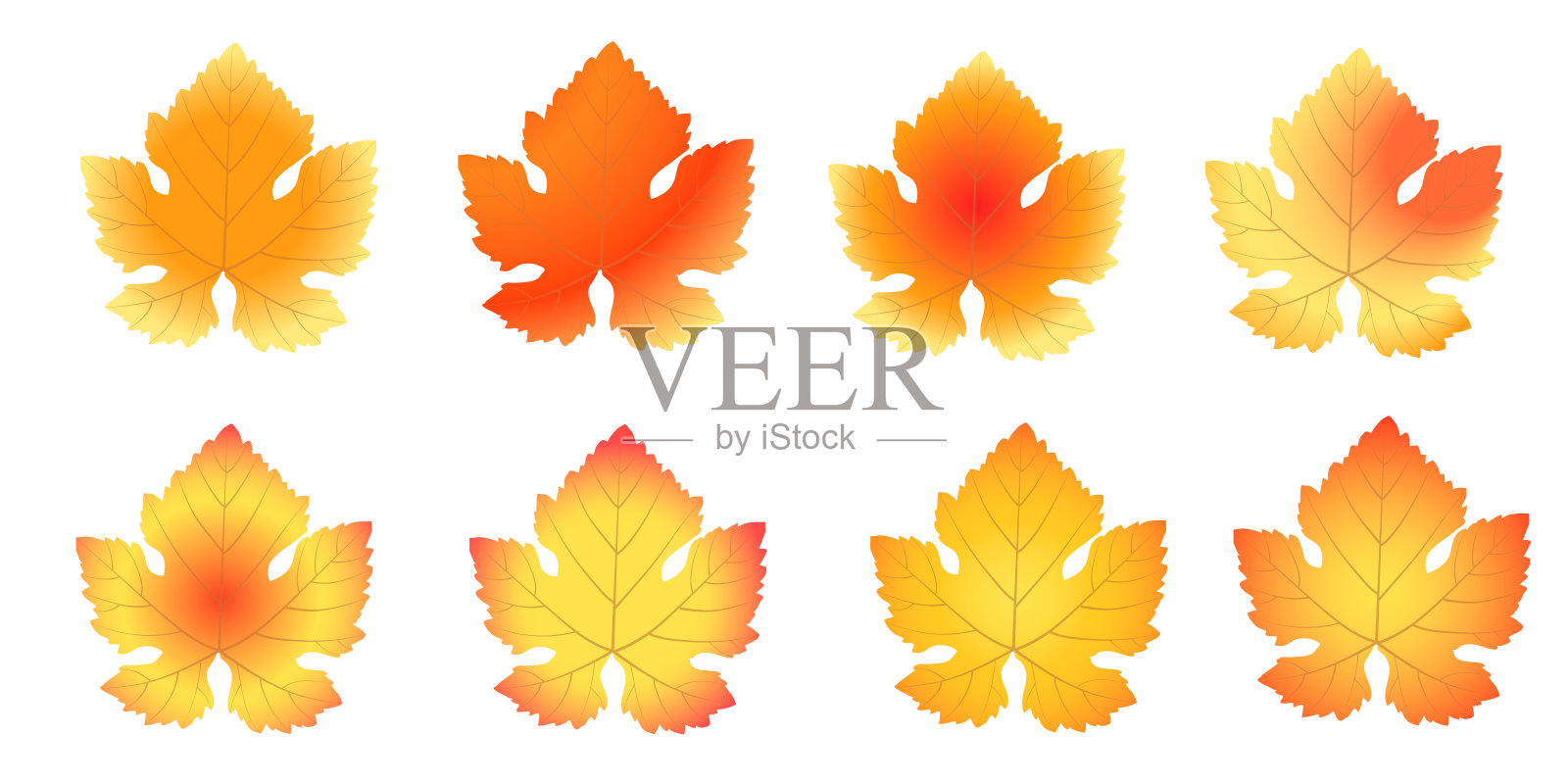 一组秋天的葡萄叶子在白色的背景上设计元素图片